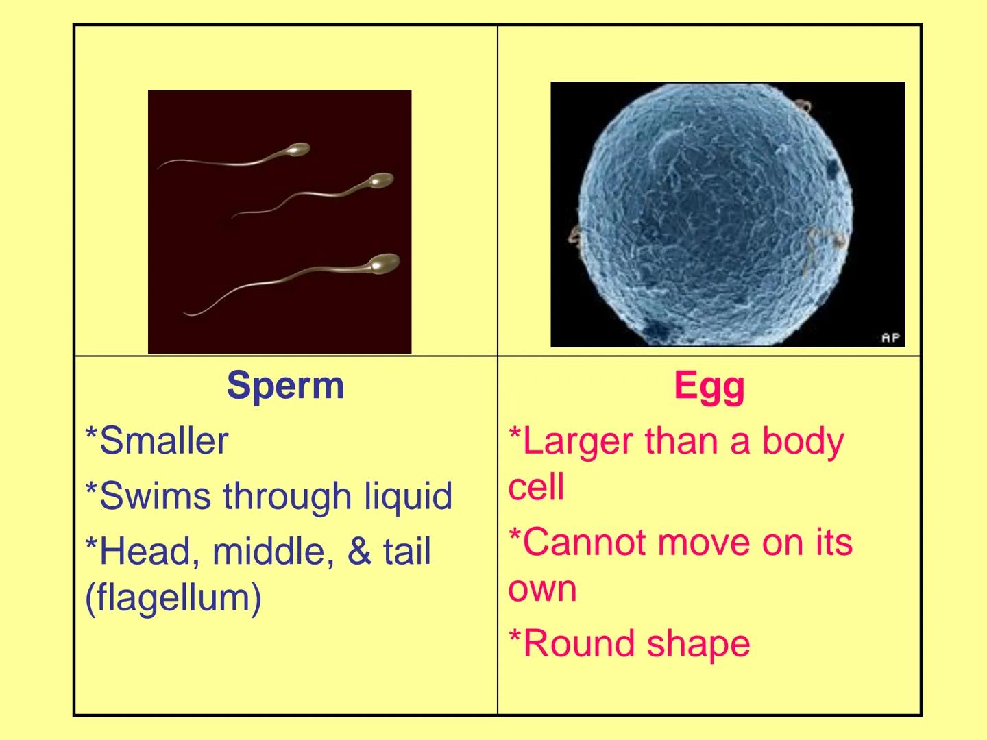 # Sexual Reproduction in
Animals

| Male | Female |
| ----------- | ----------- |
| Gamete - sperm | Gamete - egg |
| Gonad - testes | Gonad