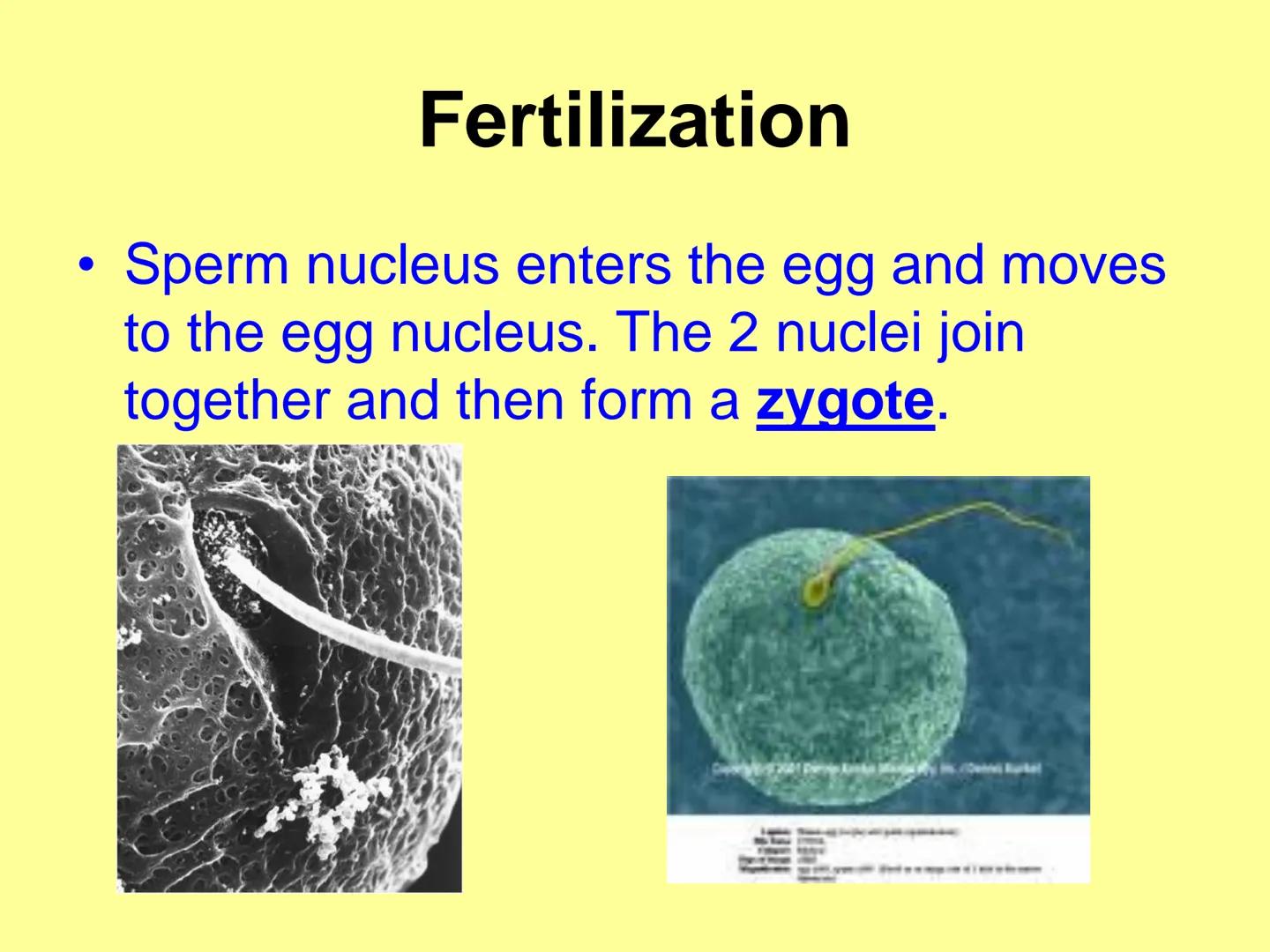 # Sexual Reproduction in
Animals

| Male | Female |
| ----------- | ----------- |
| Gamete - sperm | Gamete - egg |
| Gonad - testes | Gonad