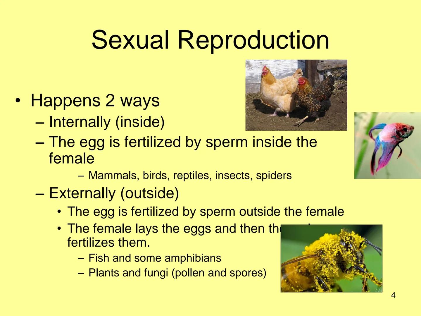 # Sexual Reproduction in
Animals

| Male | Female |
| ----------- | ----------- |
| Gamete - sperm | Gamete - egg |
| Gonad - testes | Gonad