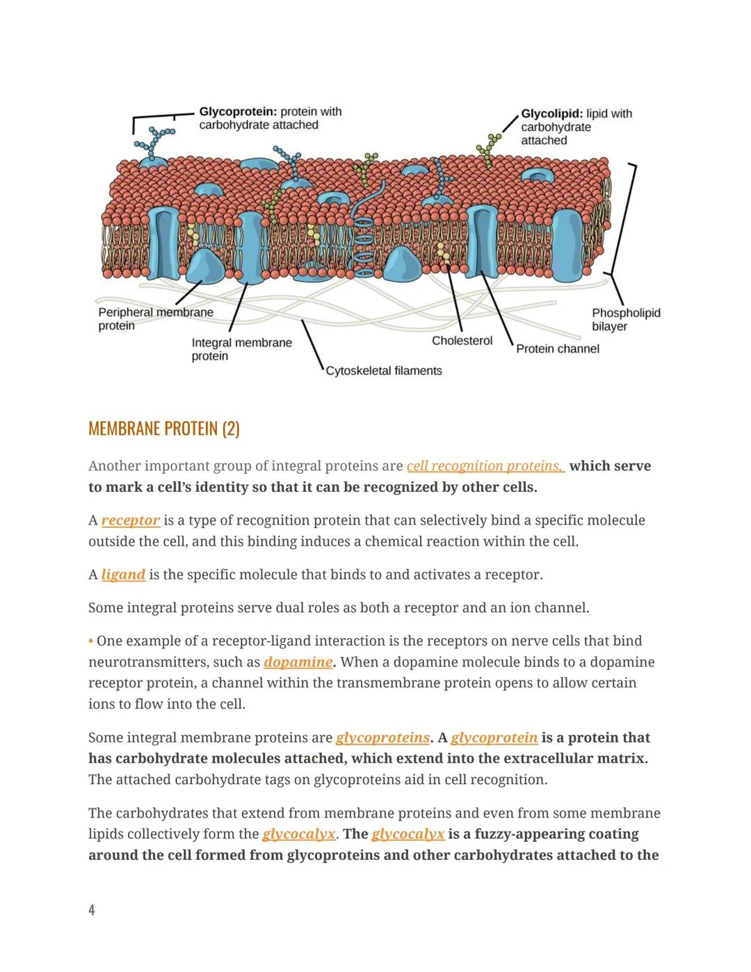# Chapter 3.1 Anatomy Notes

Anatomy & Physiology

Chapter 3 The Cellular Level Of Organization

STRUCTURE & COMPOSITION OF THE CELL MEMBRAN
