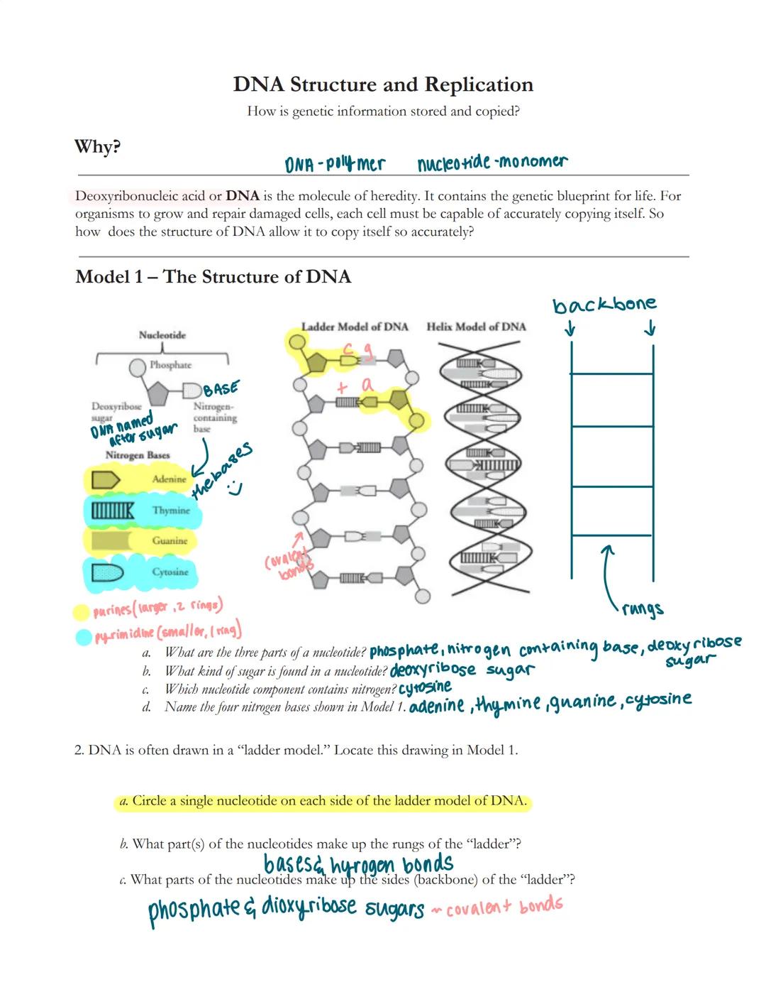 # DNA Structure and Replication
How is genetic information stored and copied?

Why?
DNA-polymer nucleotide-monomer

Deoxyribonucleic acid or