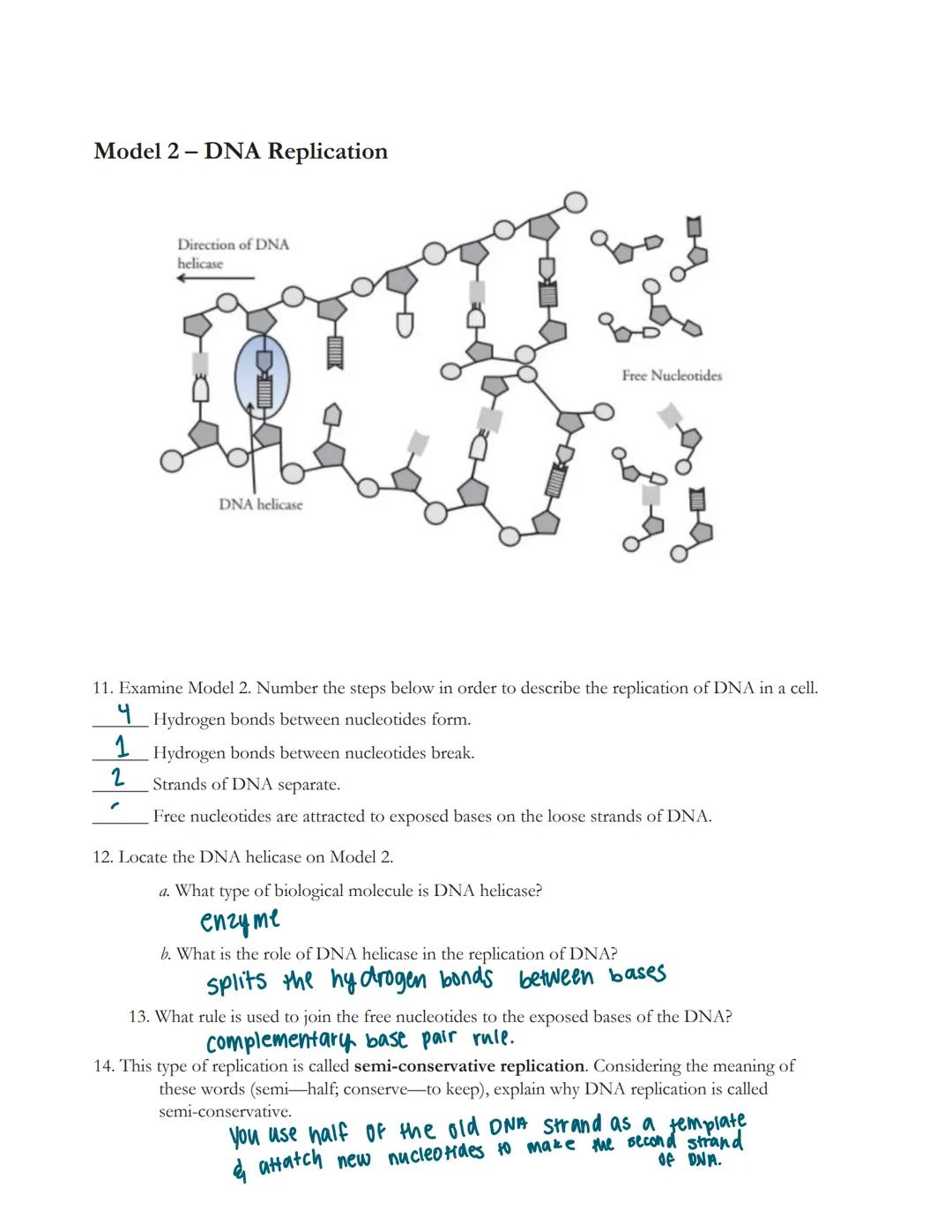 # DNA Structure and Replication
How is genetic information stored and copied?

Why?
DNA-polymer nucleotide-monomer

Deoxyribonucleic acid or