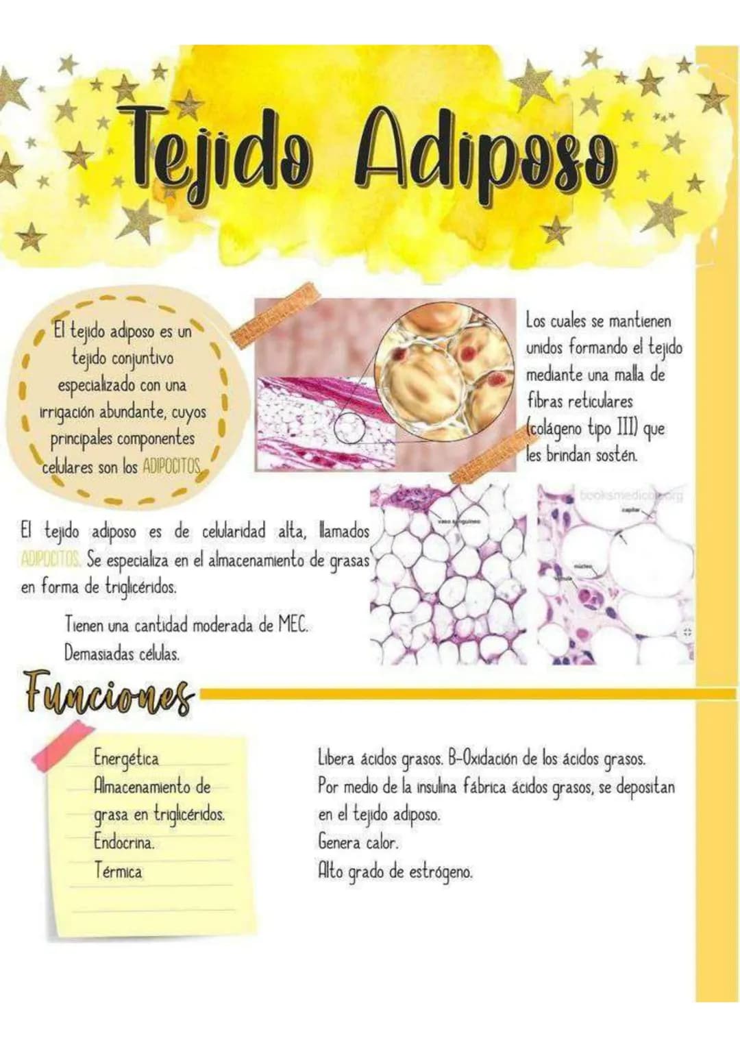 # Tejido Adiposo

El tejido adiposo es un
tejido conjuntivo
especializado con una
 irrigación abundante, cuyos
principales componentes
celul
