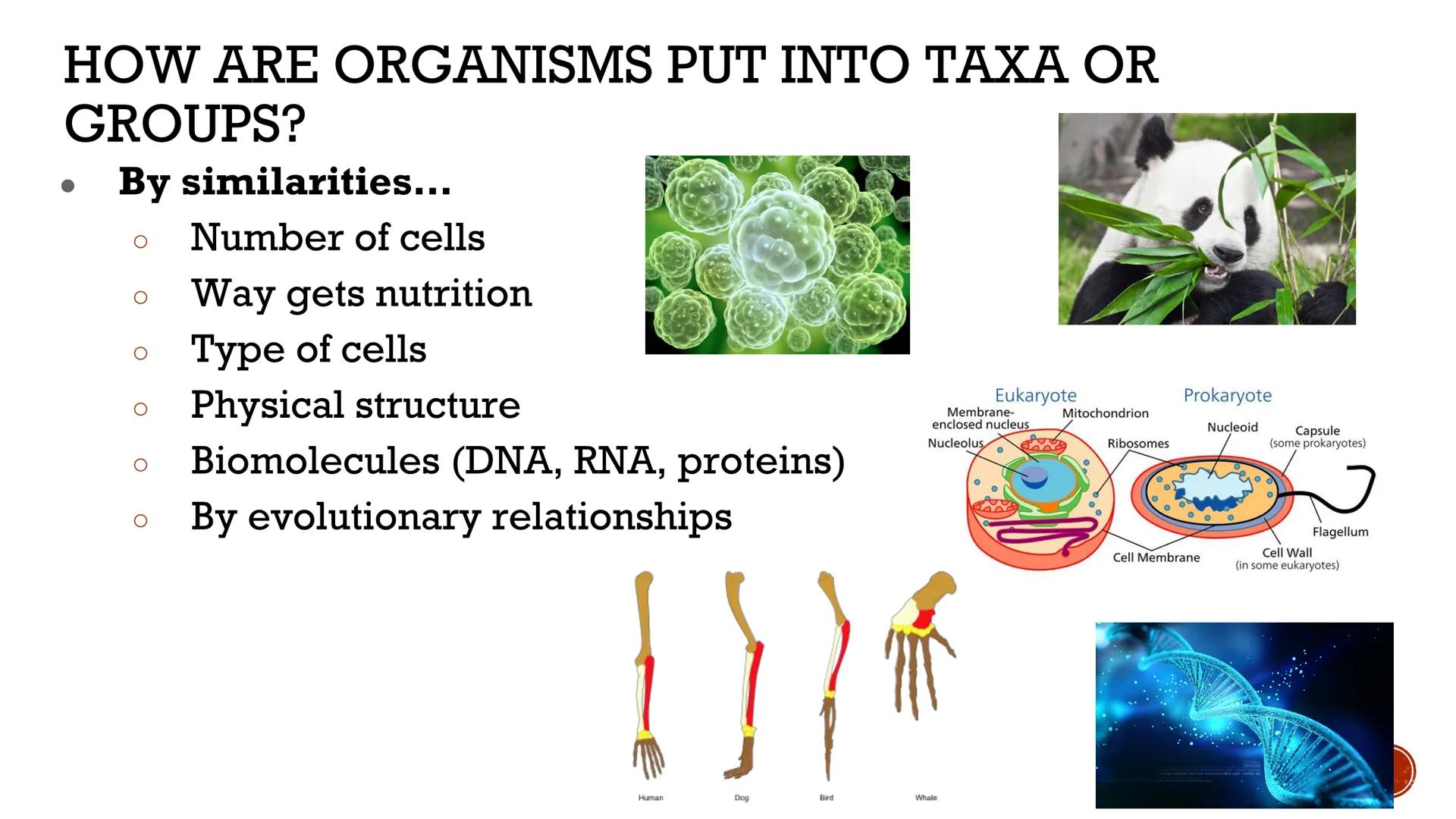 # CLASSIFICATION
OF
LIVING THINGS

Biology X # TAXONOMY

*   Taxonomy: field of biology that
    identifies and classifies organisms
*   Gre