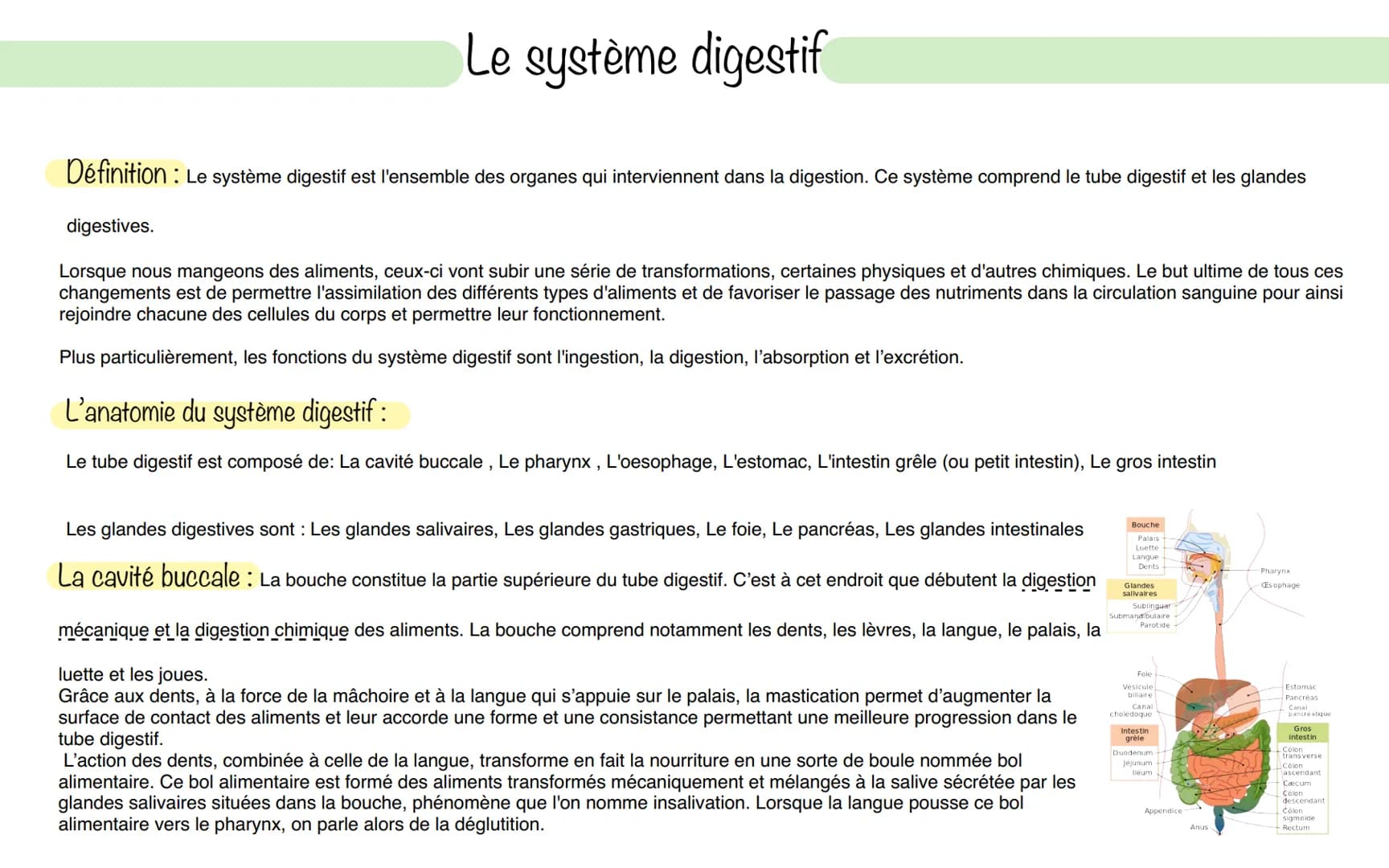 # Le système digestif

Définition: Le système digestif est l'ensemble des organes qui interviennent dans la digestion. Ce système comprend l
