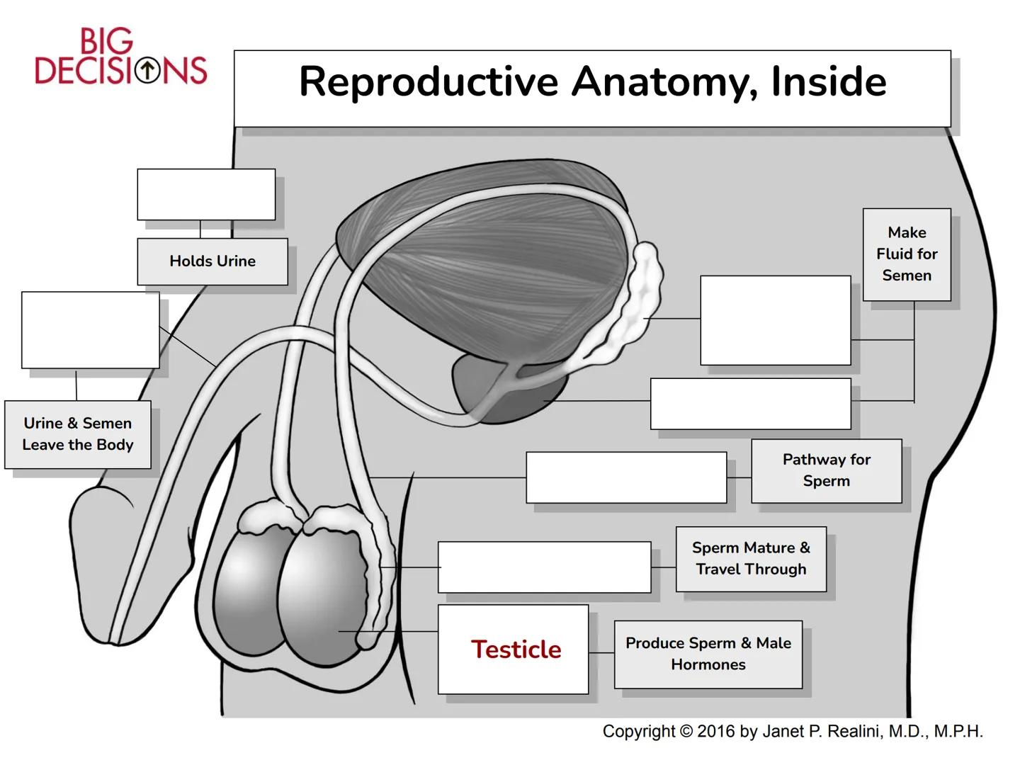 Making Healthy,
Informed Choices
about Sex

BIG
DECISIONS

Slide Presentation for Classroom Use

Copyright © 2016 Janet P. Realini, MD, MPH 