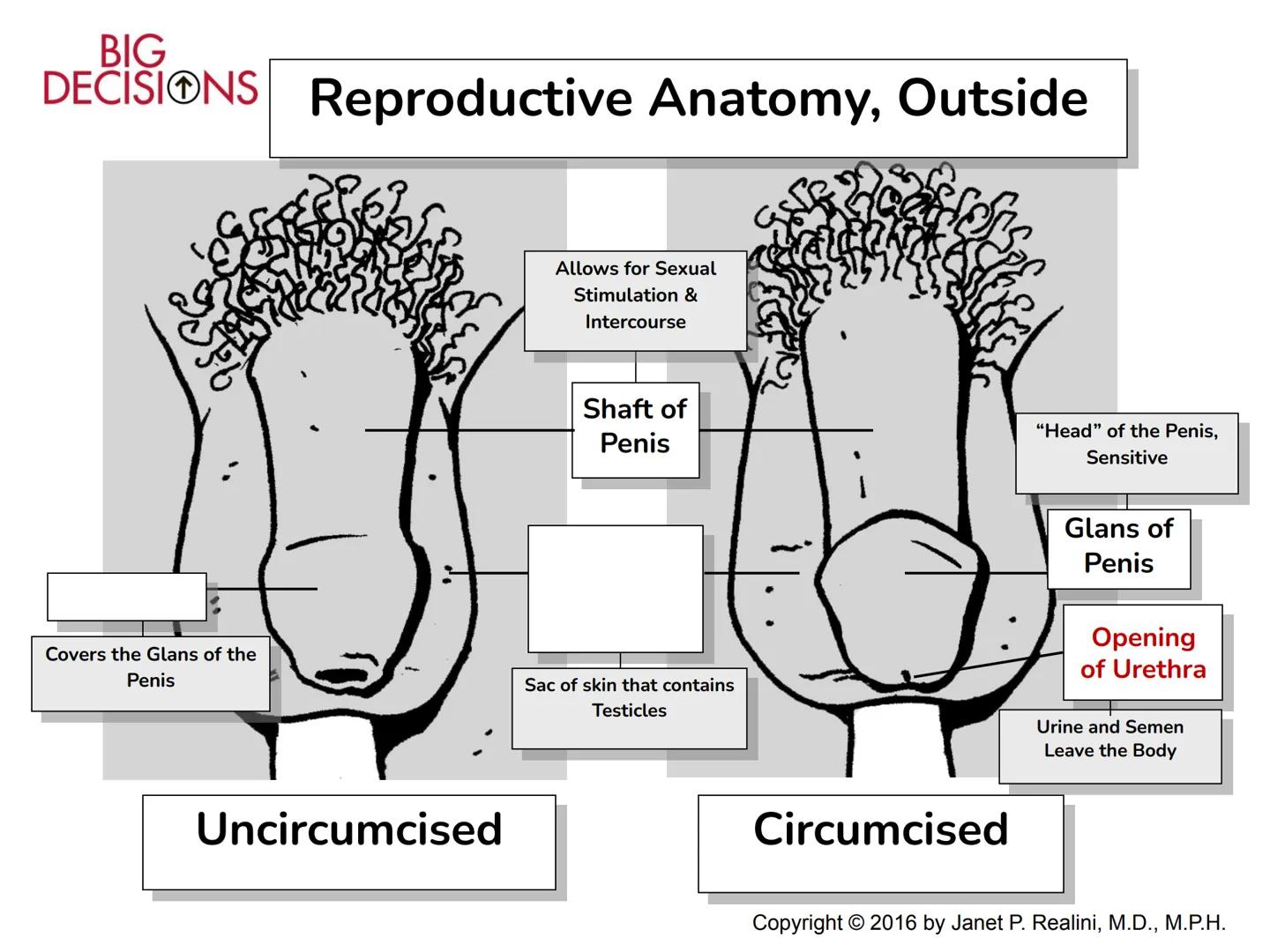 Making Healthy,
Informed Choices
about Sex

BIG
DECISIONS

Slide Presentation for Classroom Use

Copyright © 2016 Janet P. Realini, MD, MPH 