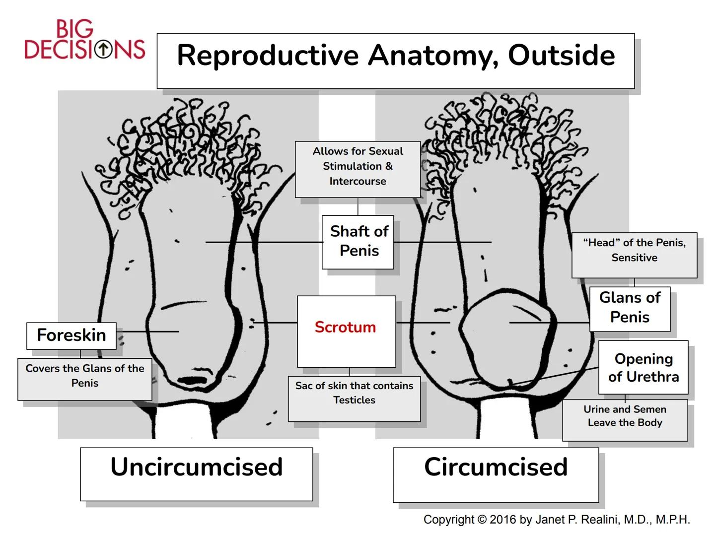 Making Healthy,
Informed Choices
about Sex

BIG
DECISIONS

Slide Presentation for Classroom Use

Copyright © 2016 Janet P. Realini, MD, MPH 
