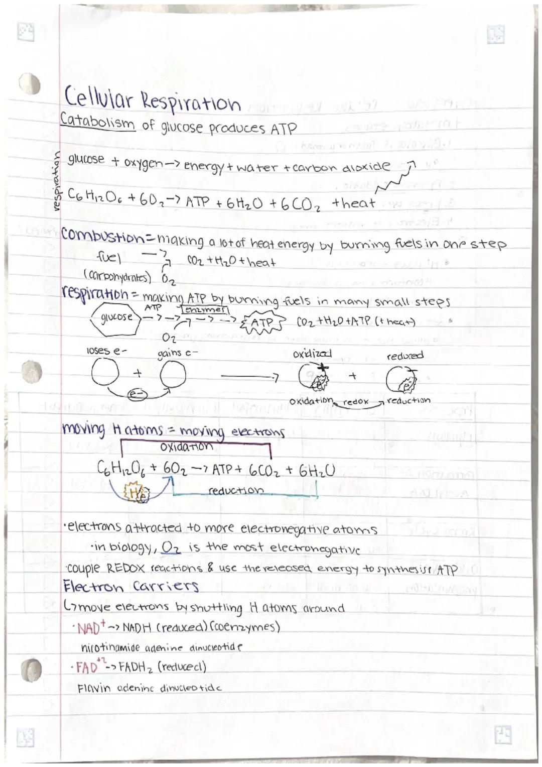 
<p>Cellular respiration is the process of catabolism of glucose that produces ATP. The general equation for this process is the combination