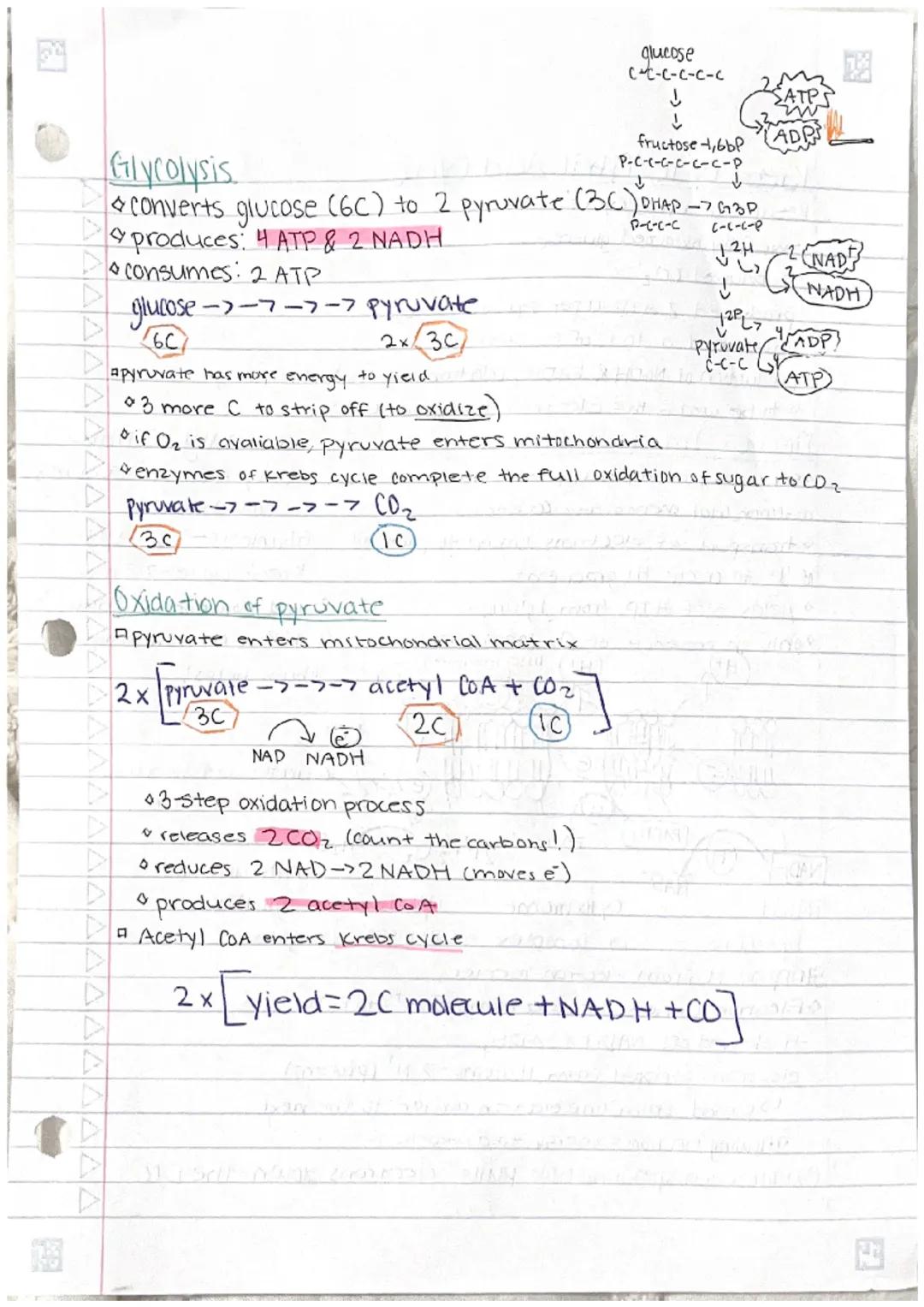 
<p>Cellular respiration is the process of catabolism of glucose that produces ATP. The general equation for this process is the combination