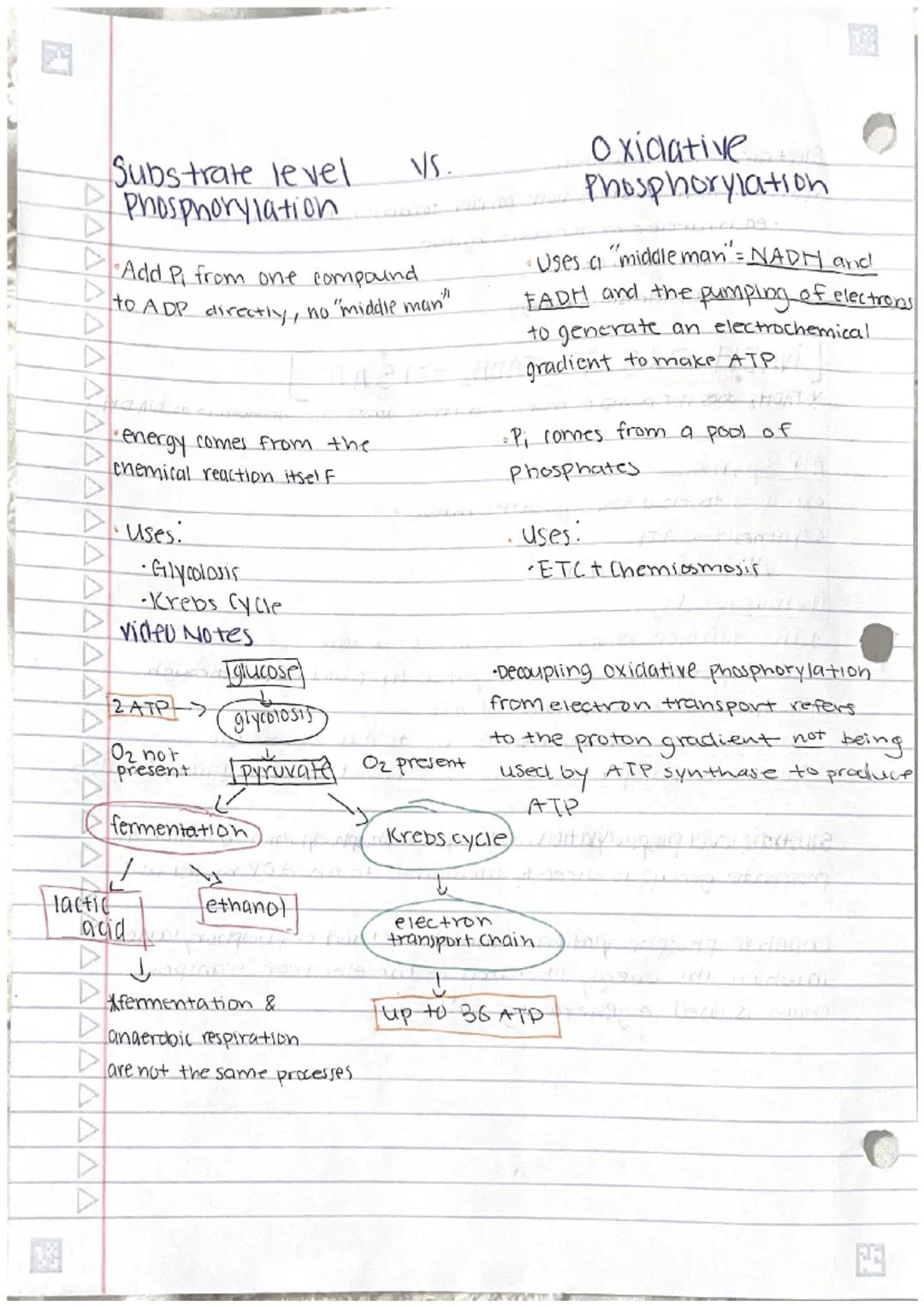 
<p>Cellular respiration is the process of catabolism of glucose that produces ATP. The general equation for this process is the combination