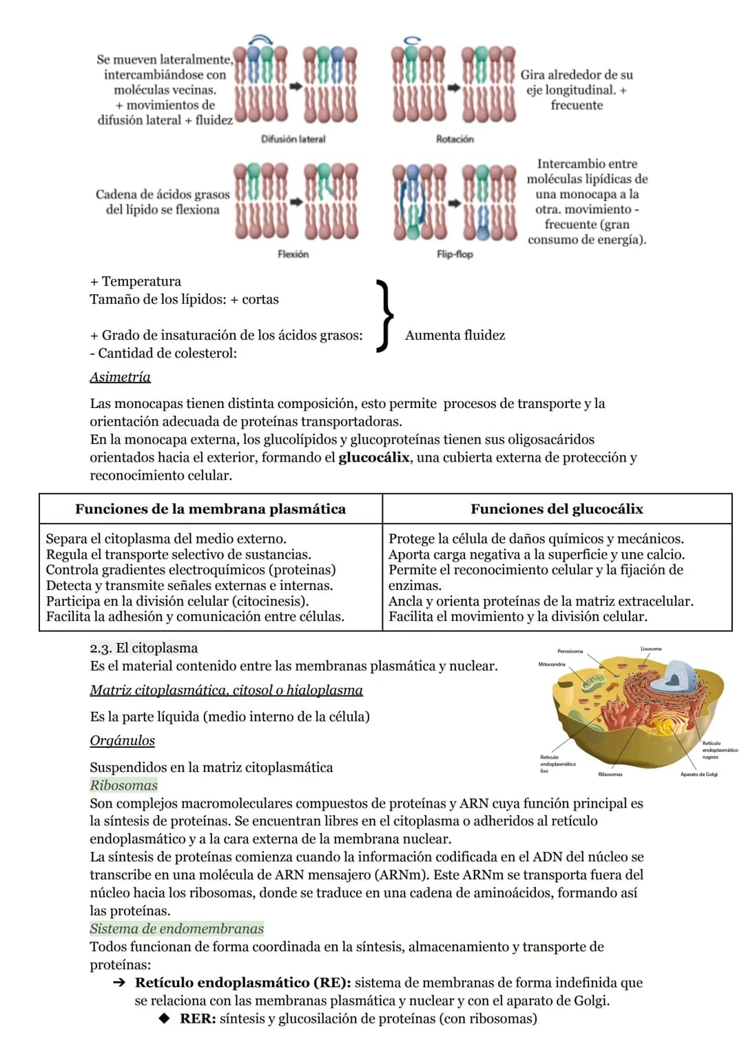 # O.I RESUMEN TEMAS I AL 5

# LA ORGANIZACIÓN DEL CUERPO HUMANO

1. Organización del cuerpo humano
1.1. Niveles atómico, molecular, celular 