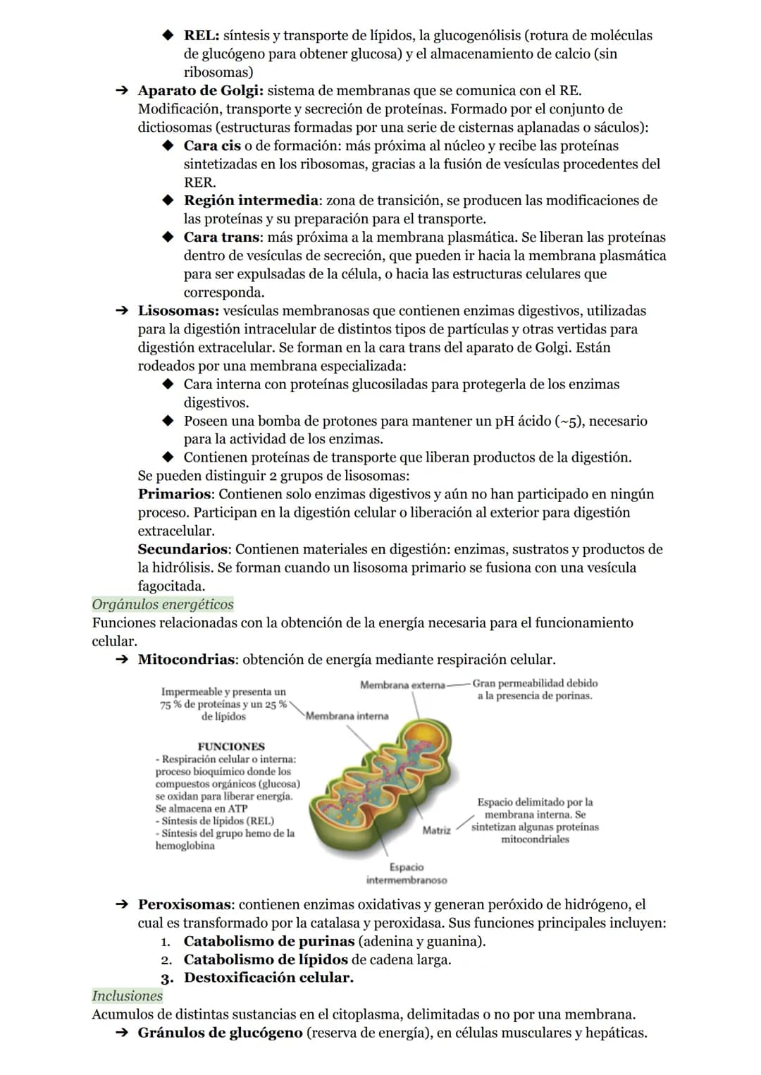 # O.I RESUMEN TEMAS I AL 5

# LA ORGANIZACIÓN DEL CUERPO HUMANO

1. Organización del cuerpo humano
1.1. Niveles atómico, molecular, celular 