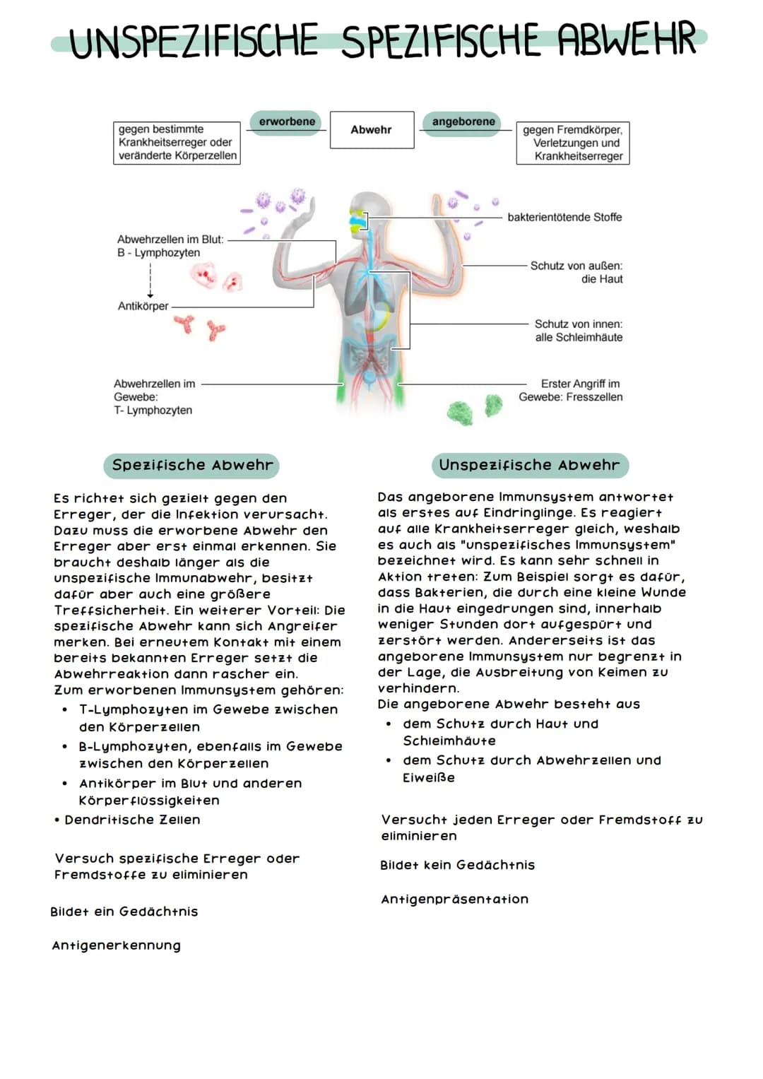 # IMMUNSYSTEM

Das Immunsystem ist lebenswichtig: Es schützt den Körper vor Schadstoffen,
Krankheitserregern und krankmachenden Zellveränder