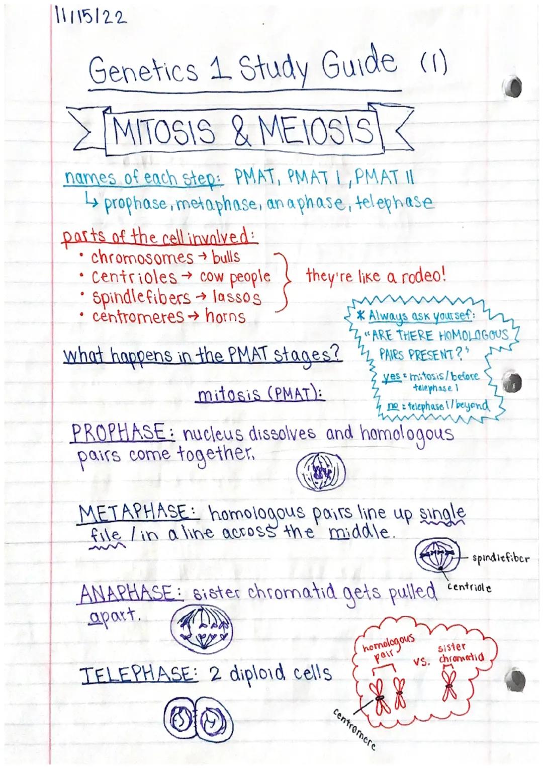 11/15/22

Genetics 1 Study Guide (1)

MITOSIS & MEIOSIS

names of each step: PMAT, PMATI, PMAT II
prophase, metaphase, an aphase, telephase
