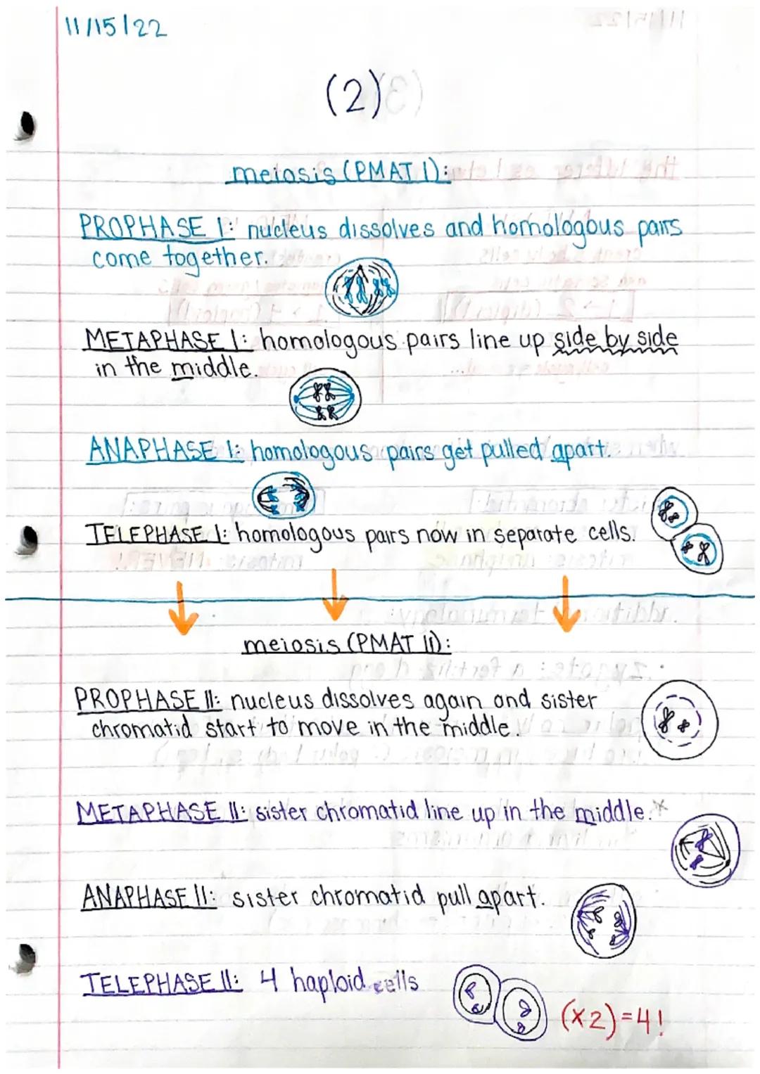 11/15/22

Genetics 1 Study Guide (1)

MITOSIS & MEIOSIS

names of each step: PMAT, PMATI, PMAT II
prophase, metaphase, an aphase, telephase
