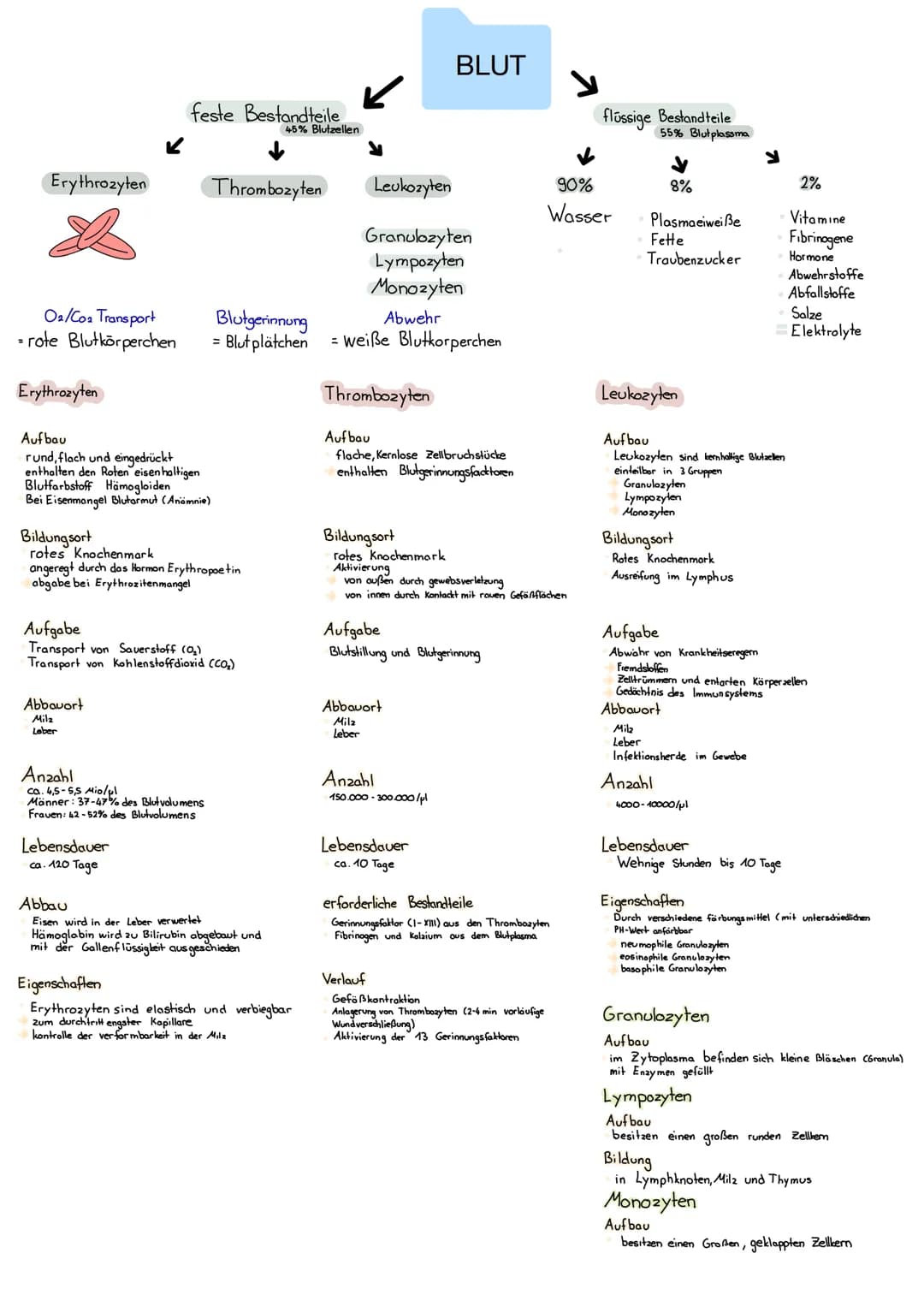 # BLUT

feste Bestandteile
↓
45% Blutzellen

flüssige Bestandteile
55% Blutplasama

Erythrozyten

Thrombozyten

Leukozyłen

↓
90%
Wasser

↓

