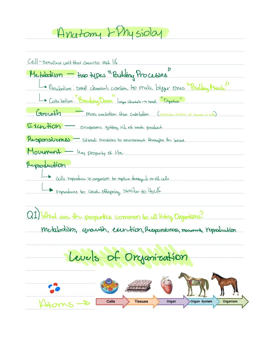 # Anatomy & Physiolby

Cell-Smallest unit that carried out lif

Me tubdism - tiND types "Building Processes"

$
\longrightarrow$ Anabolism: 