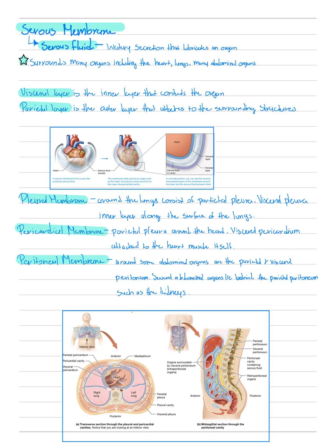 # Anatomy & Physiolby

Cell-Smallest unit that carried out lif

Me tubdism - tiND types "Building Processes"

$
\longrightarrow$ Anabolism: 