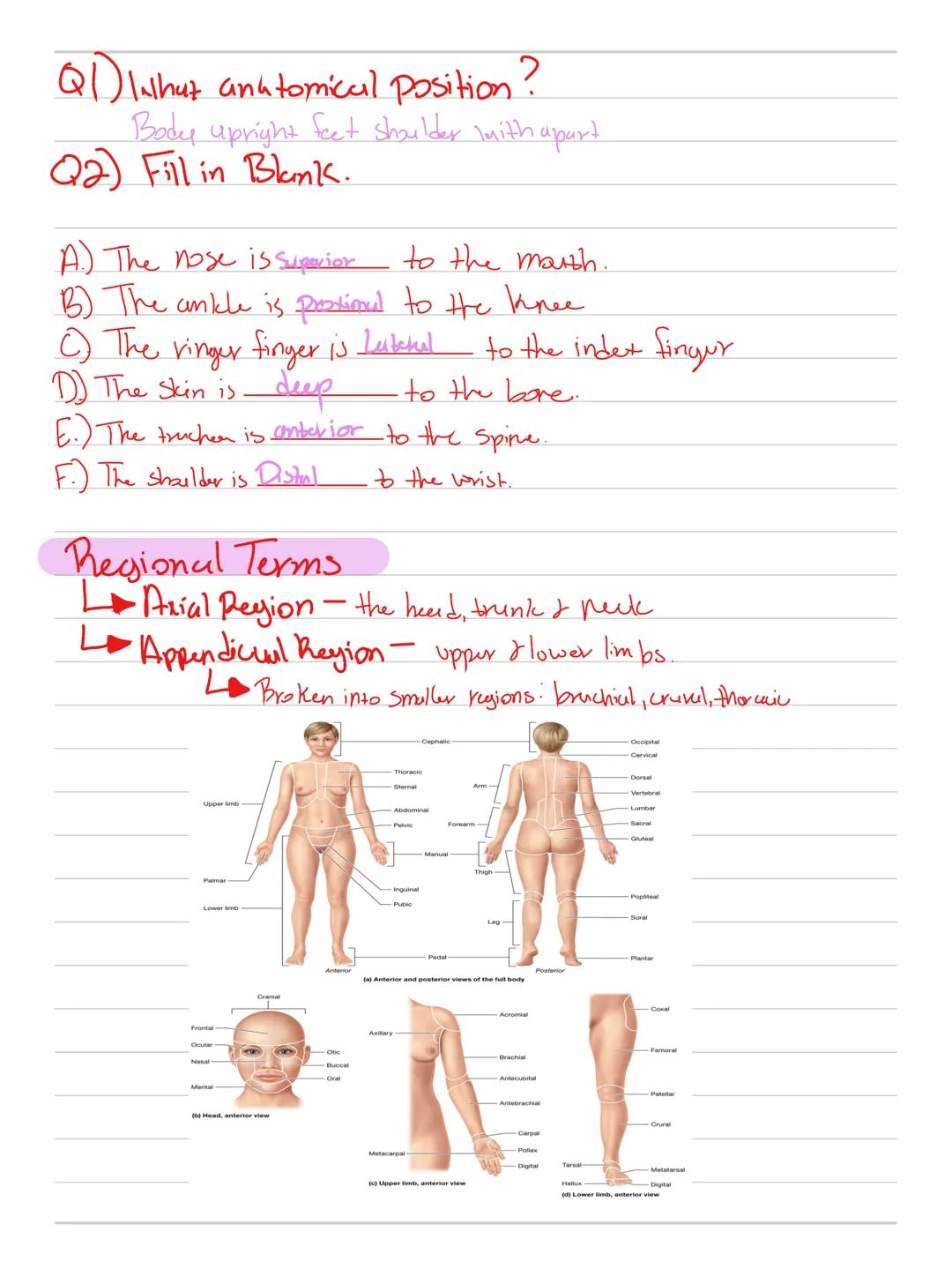 # Anatomy & Physiolby

Cell-Smallest unit that carried out lif

Me tubdism - tiND types "Building Processes"

$
\longrightarrow$ Anabolism: 
