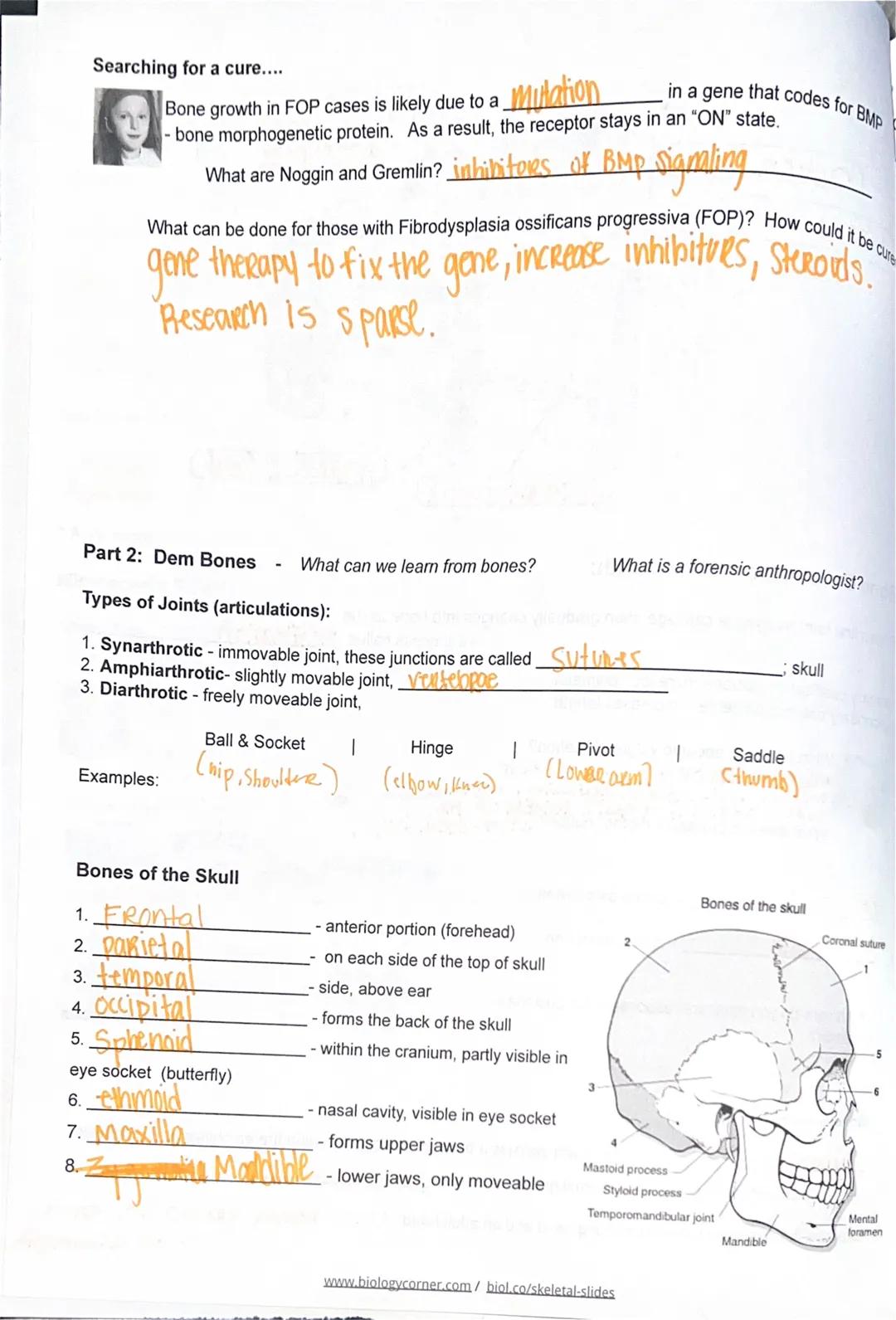 Kailyn Scott
SKELETAL SYSTEM Google Slides

Case: Luciana

Describe Fibrodysplasia Ossificans Progressiva (FOP)

FUNCTIONS - support and pro