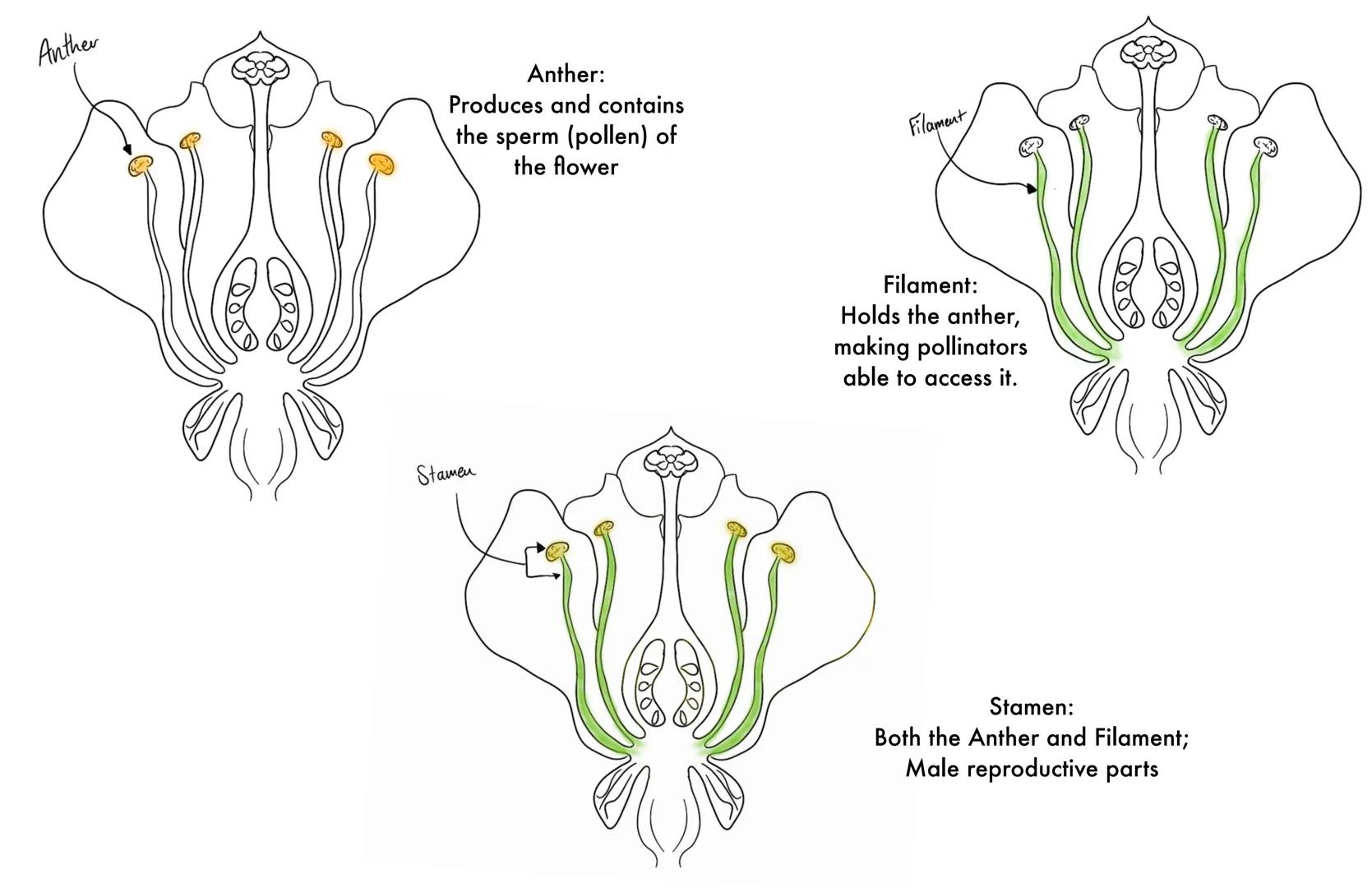 Style

Stigma

Style:
Assists with fertilization, the
tube the pollen will travel
down before reaching the
eggs

Ovary

Ovary:
Creates & con