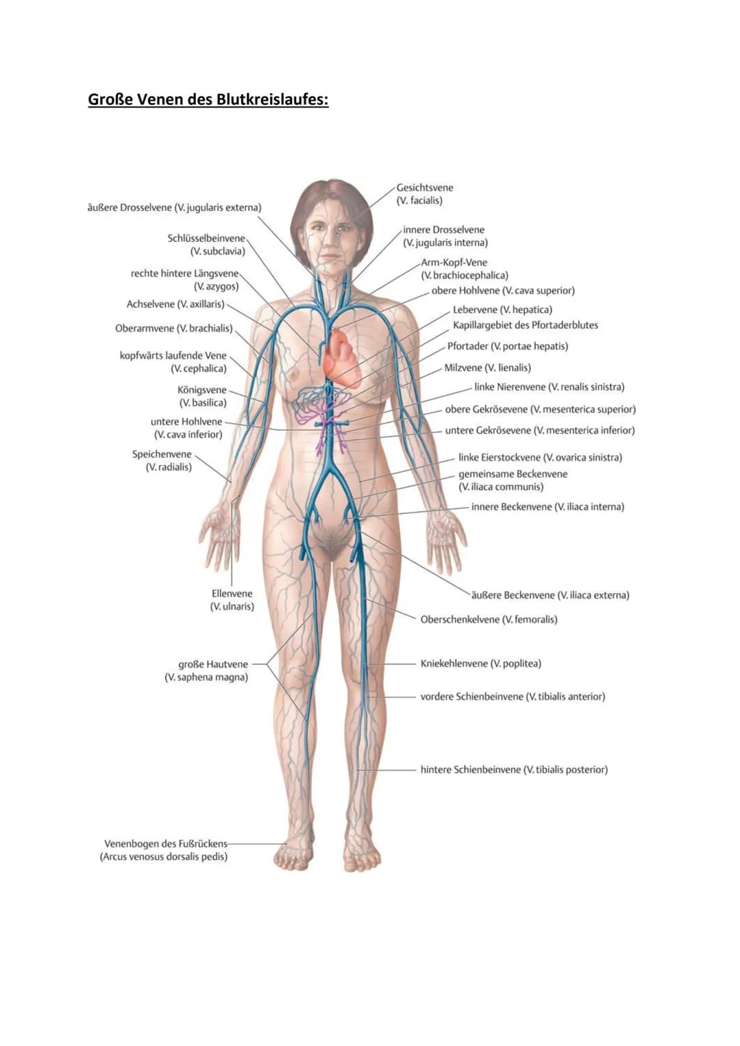 # Klausurvorbereitung Herz-Kreislaufsystem

Aufbau des Herzens:

obere Hohlvene
Vena Cava superior

Lungenvene
Venae pulmonales
rechter Vorh