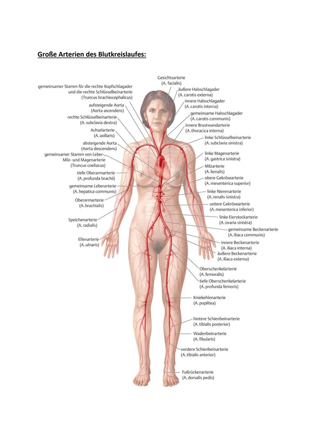 # Klausurvorbereitung Herz-Kreislaufsystem

Aufbau des Herzens:

obere Hohlvene
Vena Cava superior

Lungenvene
Venae pulmonales
rechter Vorh