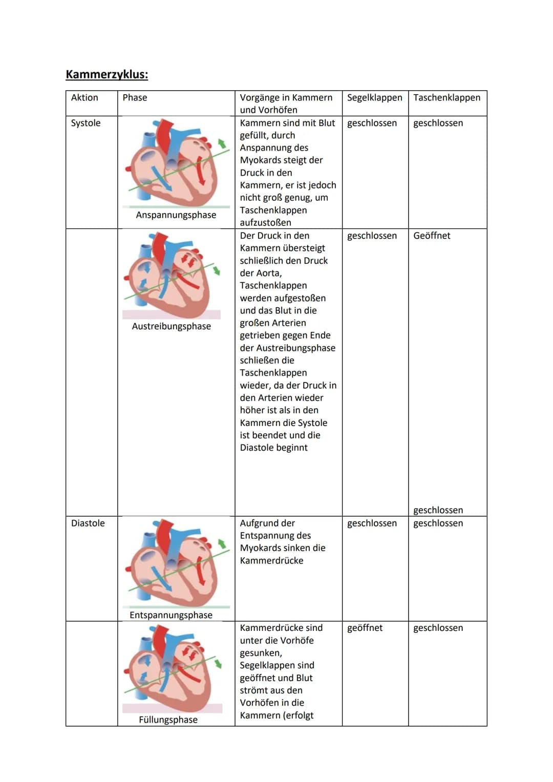 # Klausurvorbereitung Herz-Kreislaufsystem

Aufbau des Herzens:

obere Hohlvene
Vena Cava superior

Lungenvene
Venae pulmonales
rechter Vorh