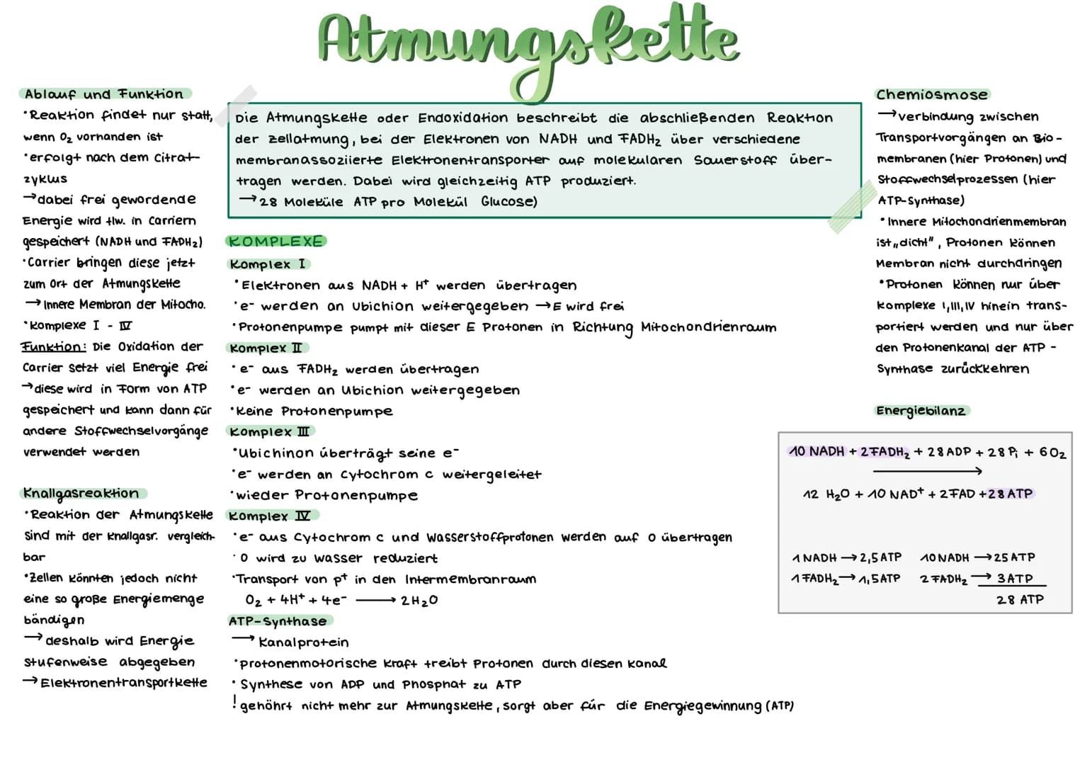 # Atmungskette

Ablauf und Funktion
*Reaktion findet nur statt,
wenn 02 vornanden ist
*erfolgt nach dem citrat-
zyklus
→dabei frei gewordend