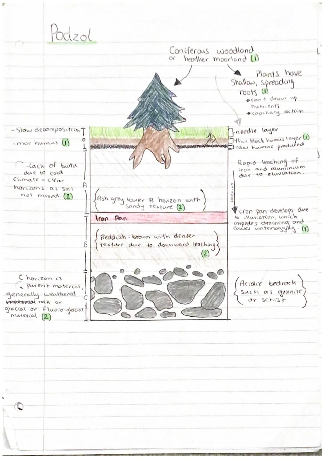の
Gley

Heather, mosses,
Shrubs

우
-Heavy precipitation/ A
Snow melt causes
waterlogging (1)

-Gleying due
to poor
drainage, Flat band.
impe