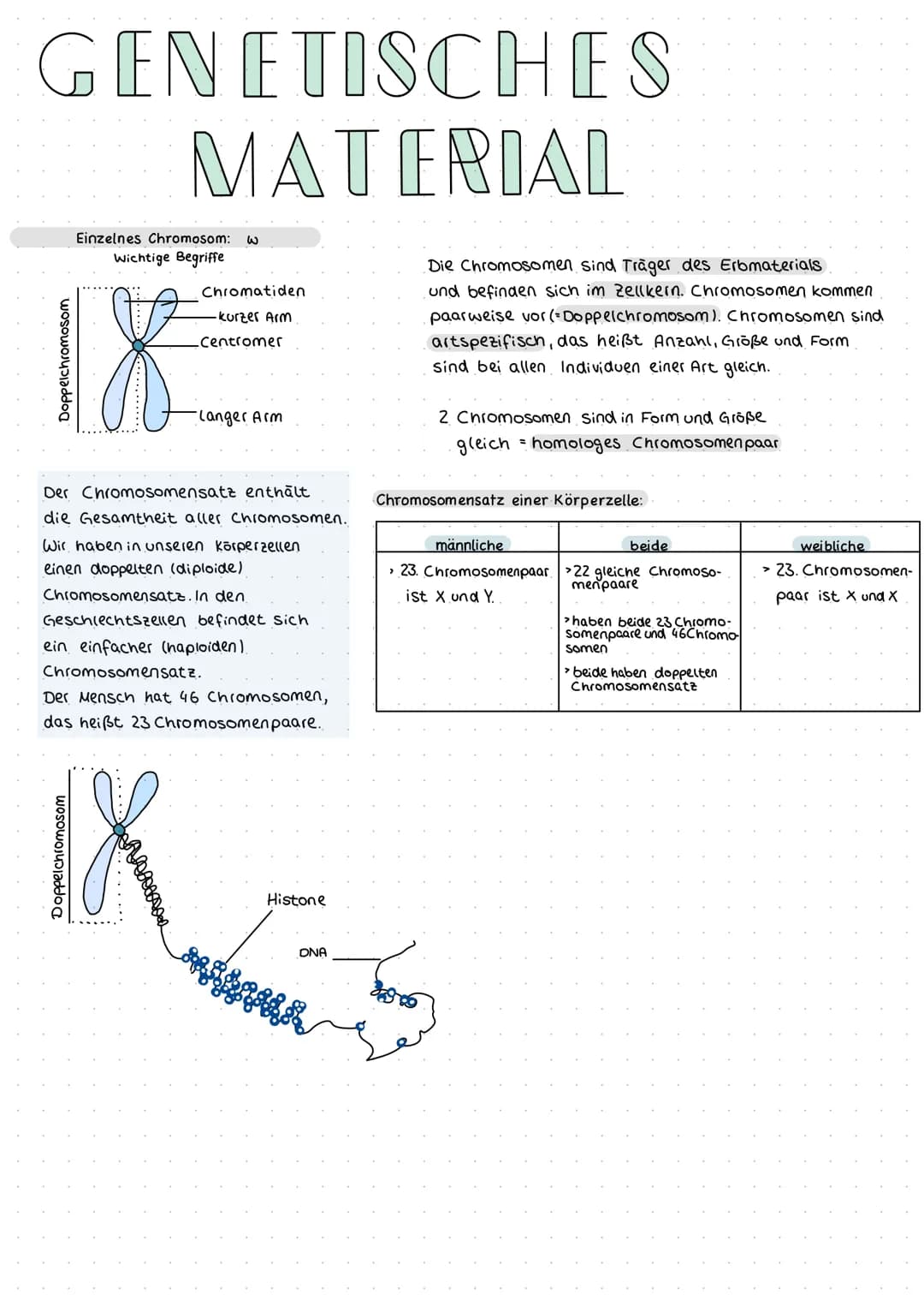 # GENETISCHES

# MATERIAL

Doppelchromosom

Einzelnes Chromosom: w
Wichtige Begriffe

Chromatiden
-kurzer Arm
Centromer
-Langer Arm

Die Chr