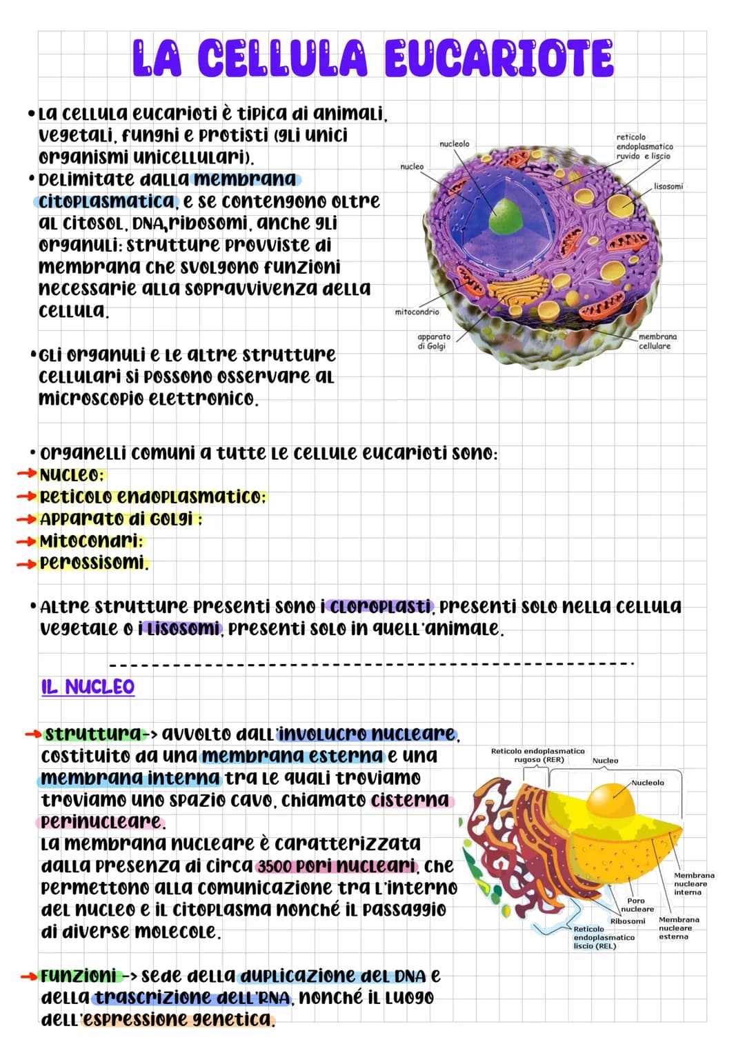 # BIOLOGIA CELLULARE

• che cos'è la CELLULA? DOPO L'UTILIZZO
di questo termine da parte di
Robert Hooke, per La prima volta
nel 1665, 9Lİ S