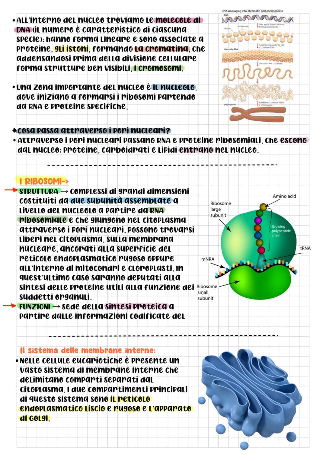 # BIOLOGIA CELLULARE

• che cos'è la CELLULA? DOPO L'UTILIZZO
di questo termine da parte di
Robert Hooke, per La prima volta
nel 1665, 9Lİ S