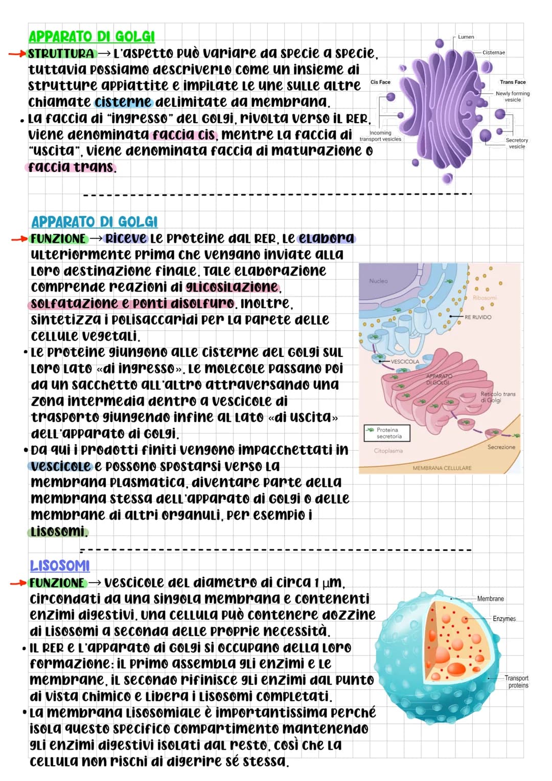 # BIOLOGIA CELLULARE

• che cos'è la CELLULA? DOPO L'UTILIZZO
di questo termine da parte di
Robert Hooke, per La prima volta
nel 1665, 9Lİ S