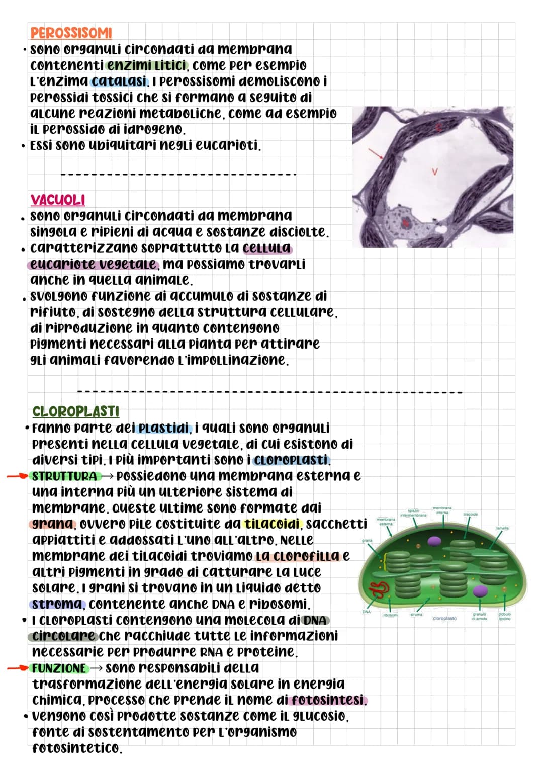# BIOLOGIA CELLULARE

• che cos'è la CELLULA? DOPO L'UTILIZZO
di questo termine da parte di
Robert Hooke, per La prima volta
nel 1665, 9Lİ S