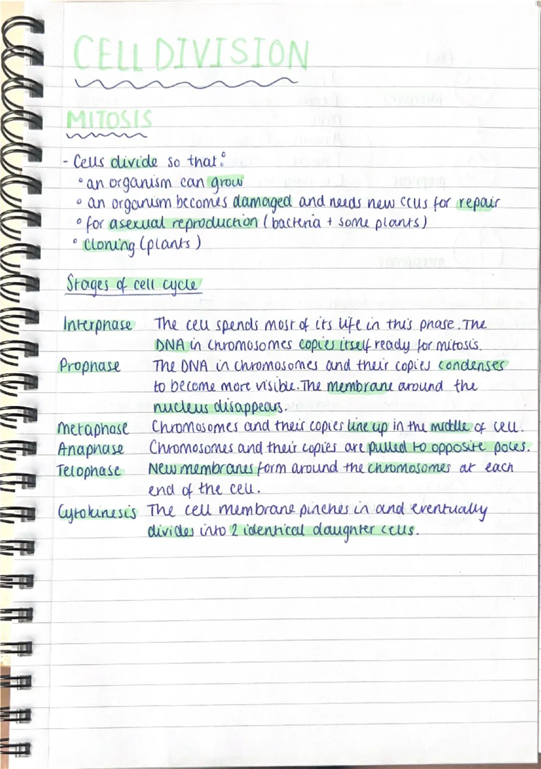 Cell Biology
Cell Structure:
•There are two types of cells; Eukaryotes and Prokaryores
e.g. plant + animal cells = Eukaryotic and Bacteria =