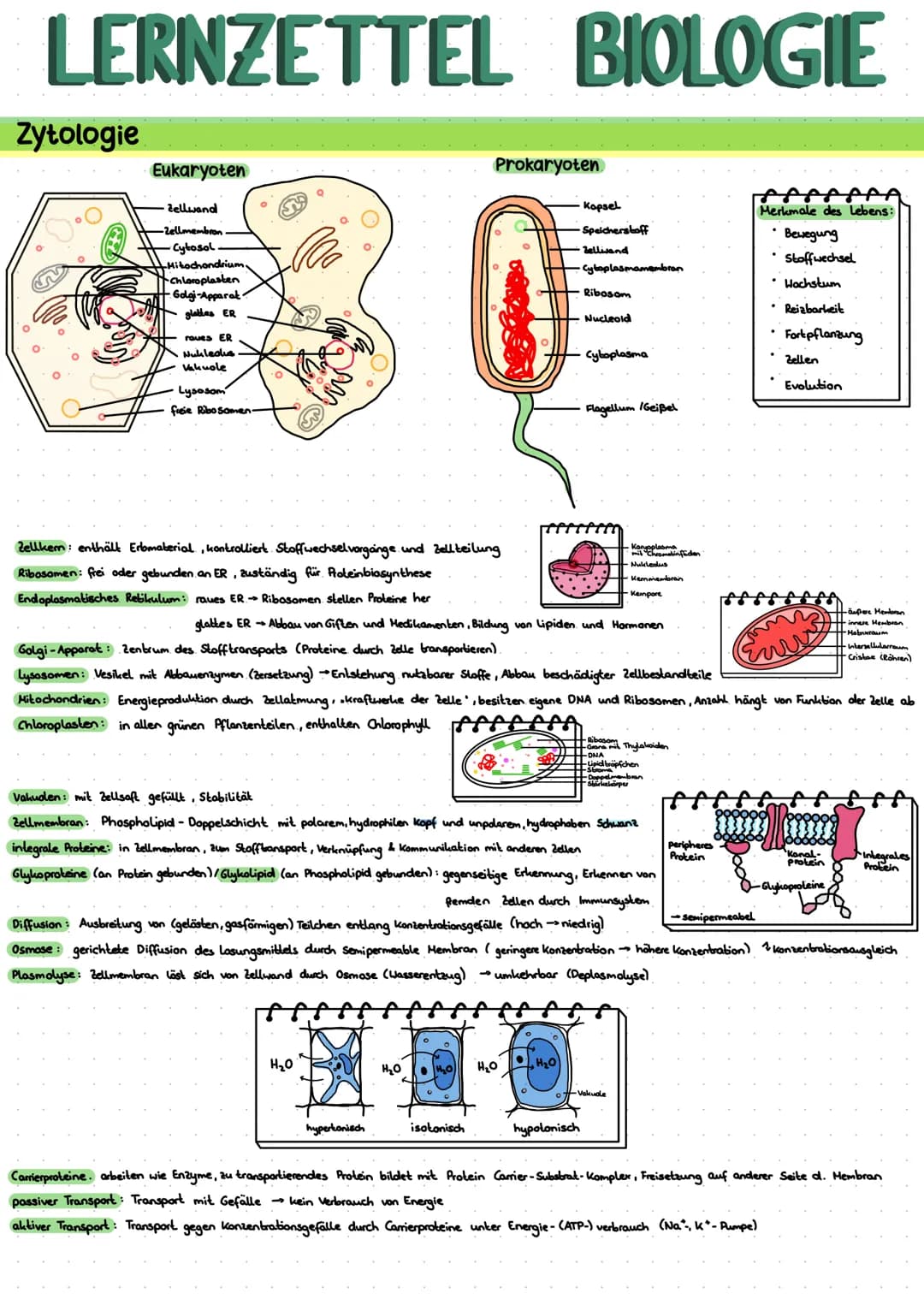 # LERNZETTEL BIOLOGIE

Zytologie

Eukaryoten

-Zellwanal

-Zellmembran

Cytosol-

Mitochondrium.

Chloroplasten

Golgi-Apparat

glades ER

r