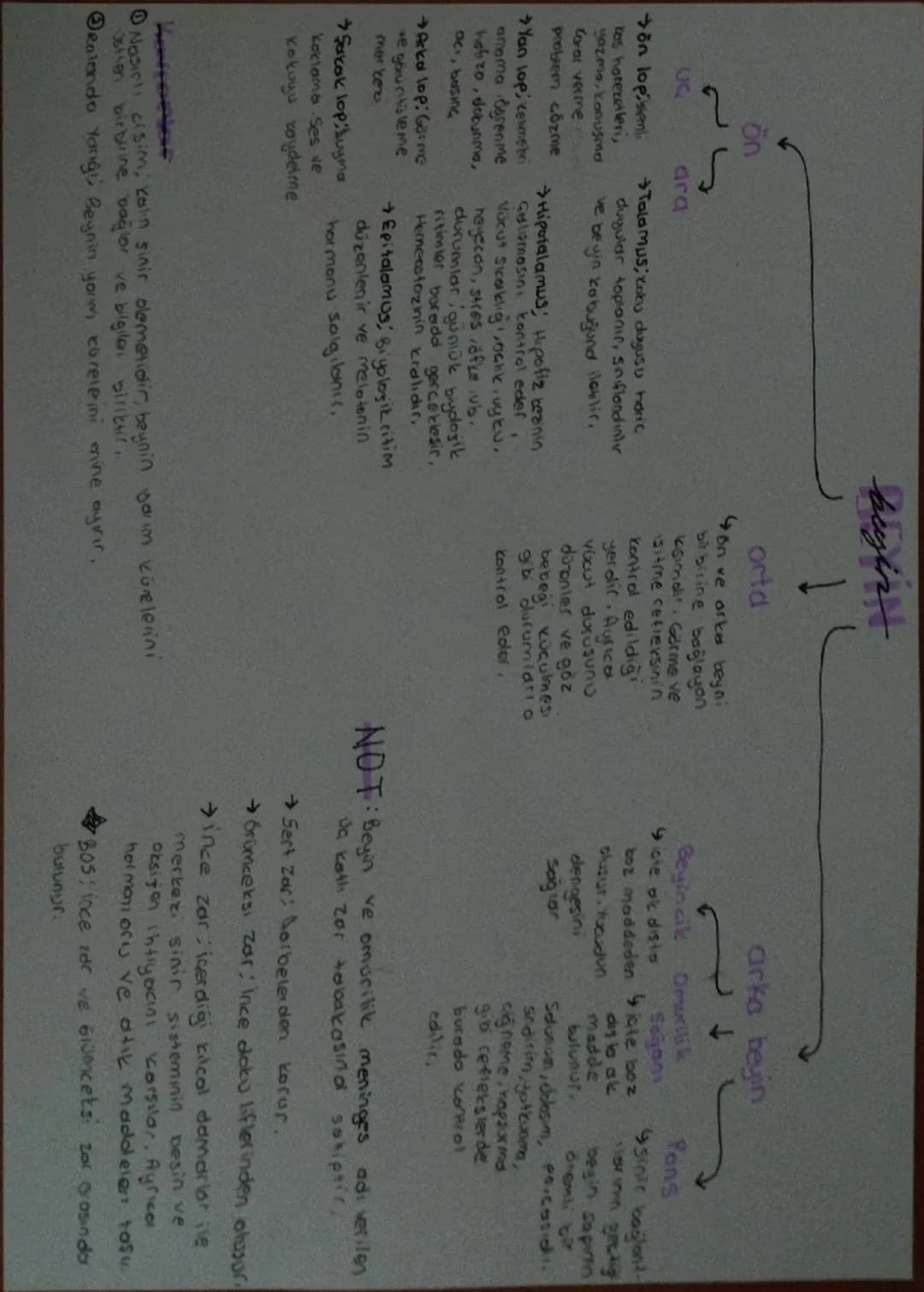 UG

ön

ön lopistemi
kas hareketleri,
gazme, konuşma
Carar vermer
problem çözme

ara

Yan lop, Kenneti
amama ögrenme
holizo, dokunma,
aci, b