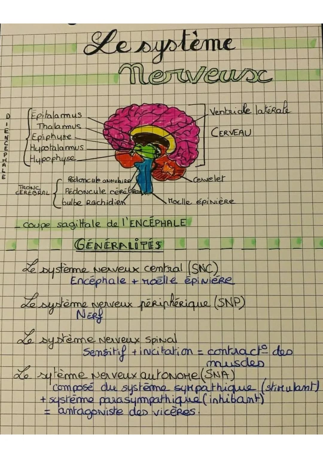 # Le système

# Nerveus

DIENCEPHALE

*   Epitalamus
*   Thalamus
*   Epiphyse
*   Hypotalamus
*   Hypophyse

Ventriale latérale

CERVEAU

T