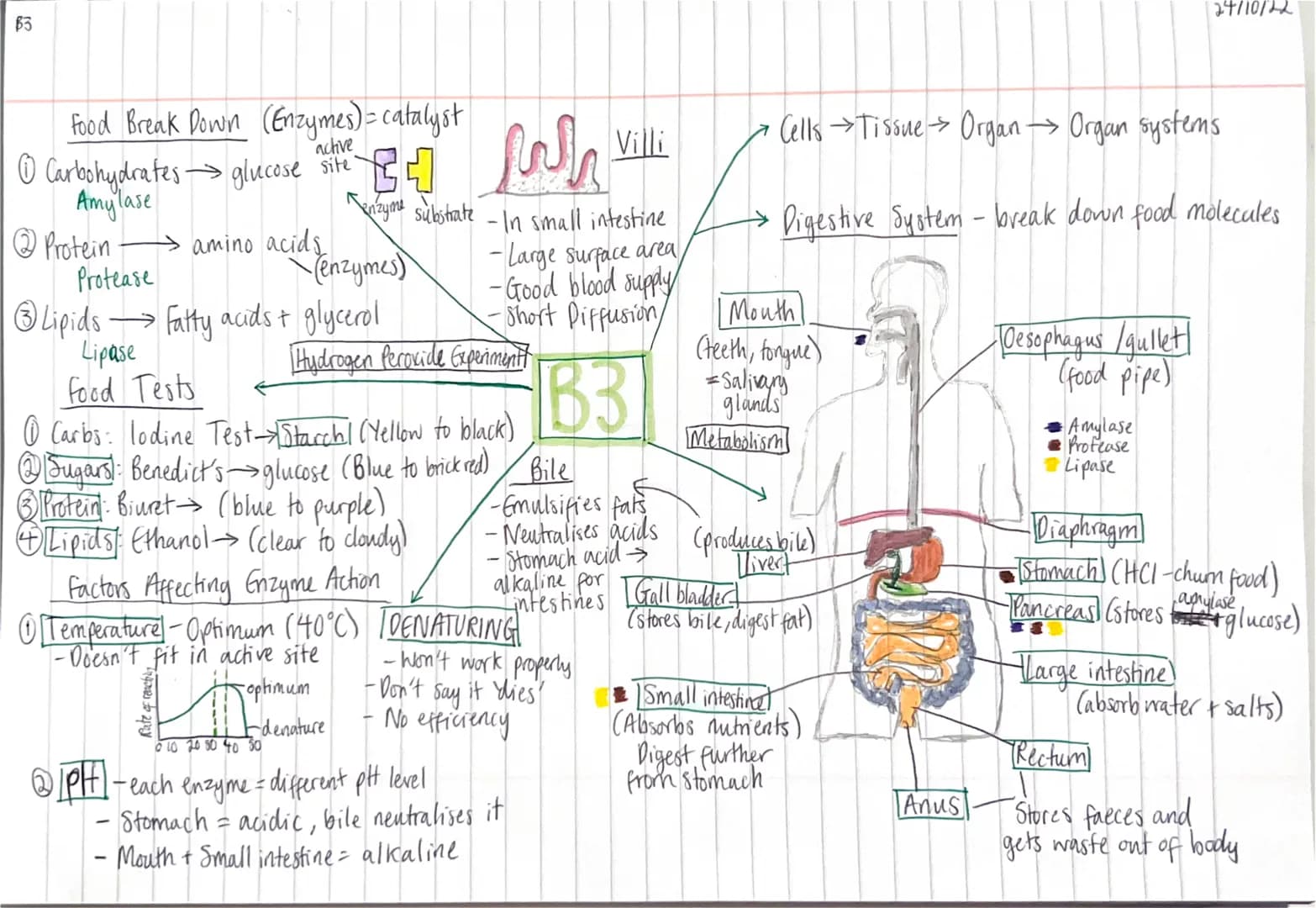 <h2>Gcse Biology Digestive System Enzymes Worksheet</h2>
<p>The digestive system relies on enzymes to break down food molecules into smaller