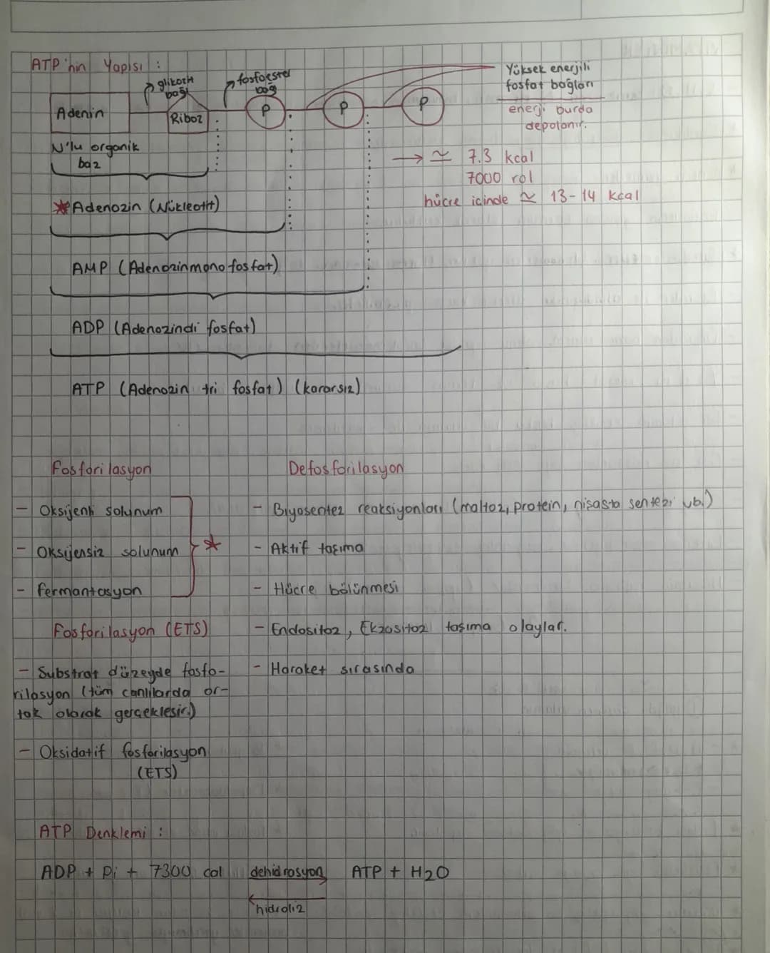 ATP (Adenizim Tri Fosfot)

- Tum canı hücrelerde sentezlenir.

- Organik bir mokküldür. (Adenin Ribonükleotit yapılıdır.)

- C,H,O,N,P eleme