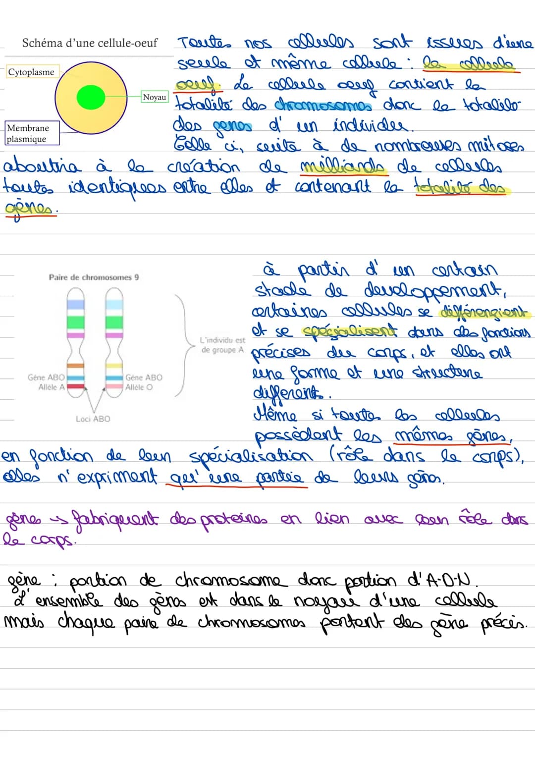 # l'organisme

les systèmes

les organes

les tessees

les cellules

les organites

-s organisme

pluricellulaère.

->la paraie cellulosique