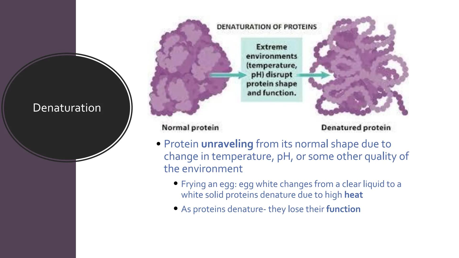 # Proteins

Unit 1.7-1.10 What are proteins?

• Large class of very diverse compounds.
• Have a range of functions:
• form hair and fur,
• m
