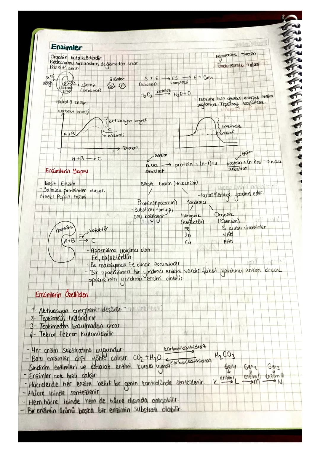 # Enzimler
Organik katalizörlerdir.
Reaksiyonu
Protein icerir.
Redeksiyonu u nalandını, değişmeden citar
Egzotermik Sveren
Endotermik alan
A