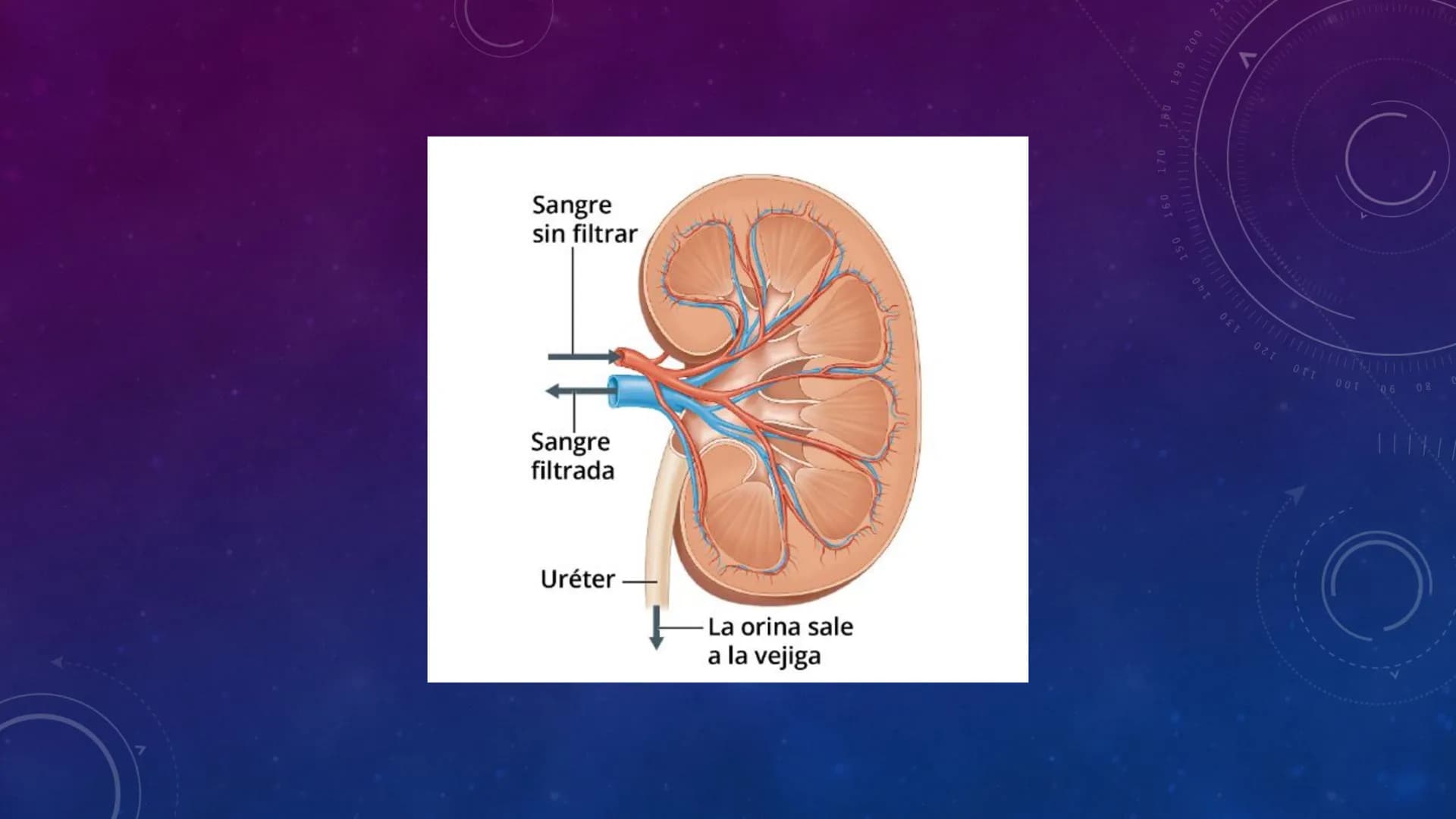 3º ESO

EL APARATO EXCRETOR

V
40
150
160
170
180
190 200
210
220
C
230
240
250 260 # FUNCIÓN

La función del aparato
excretor consiste en r
