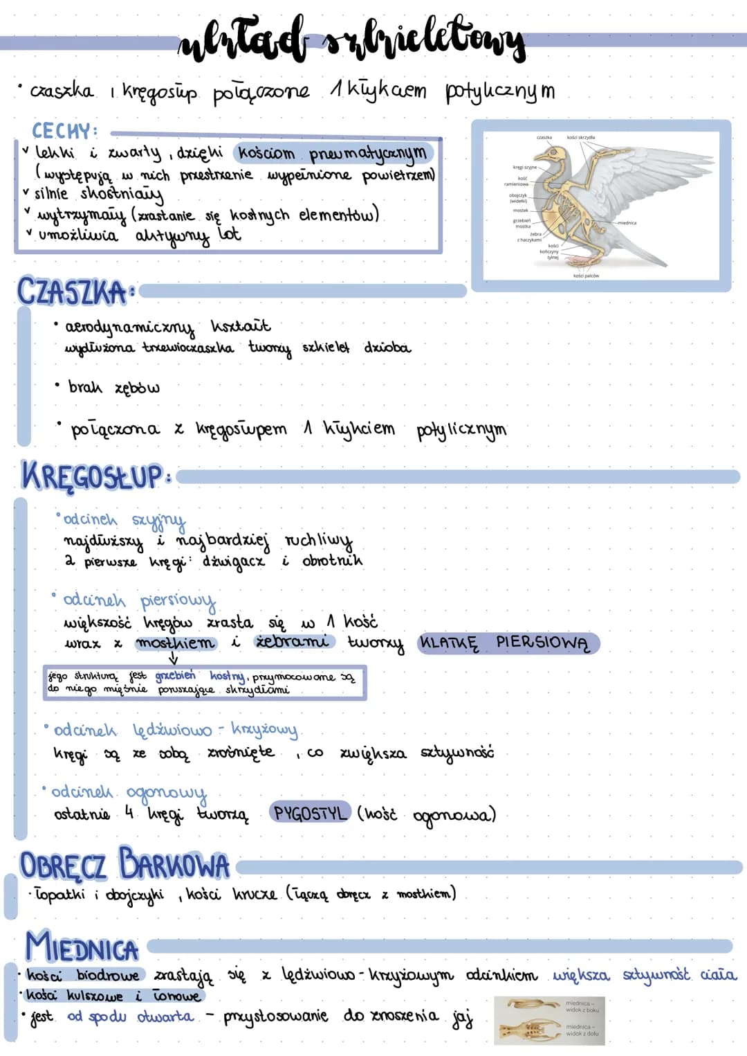 # ptalri

- żuchwowce,owodniowce, staïocieplne

- pierwotnie lądowe

- prxystosowane do lotu

- podwójne oddychanie

- pochodzą od gadów

po