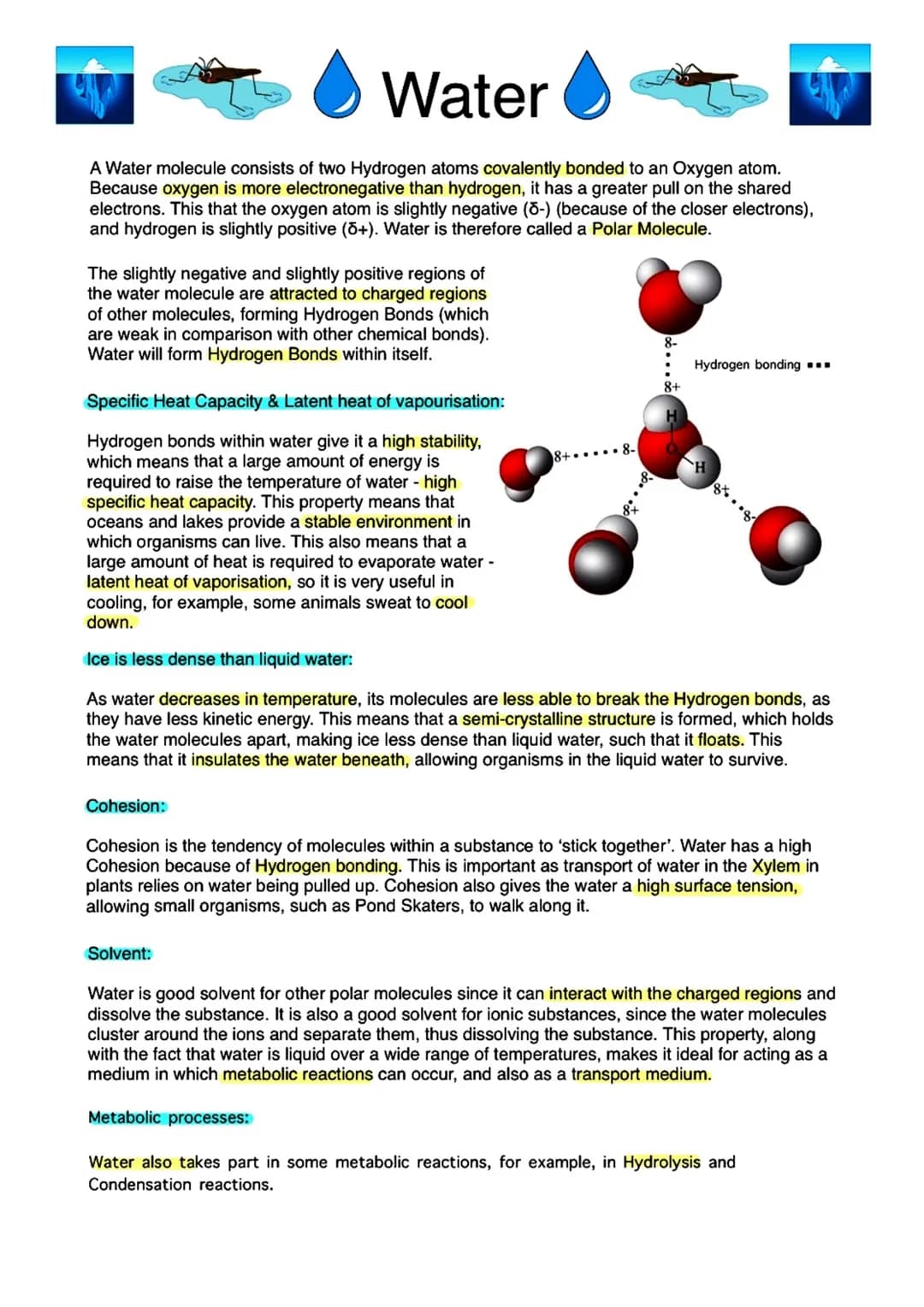 # Water

A Water molecule consists of two Hydrogen atoms covalently bonded to an Oxygen atom.
Because oxygen is more electronegative than hy