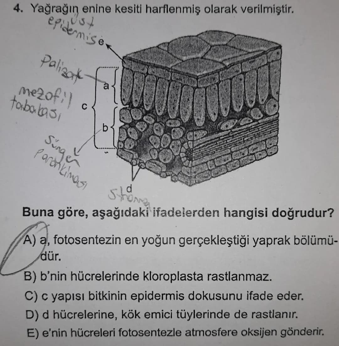 FOTOSENTEZ - KEMOSENTEL

1) Fotosentez reaksiyonunun denklenini yazın.
6002+ 6H2000
CoHiz Ob +602

2) Fotosentez yapan tüm hüvelerde klorofi