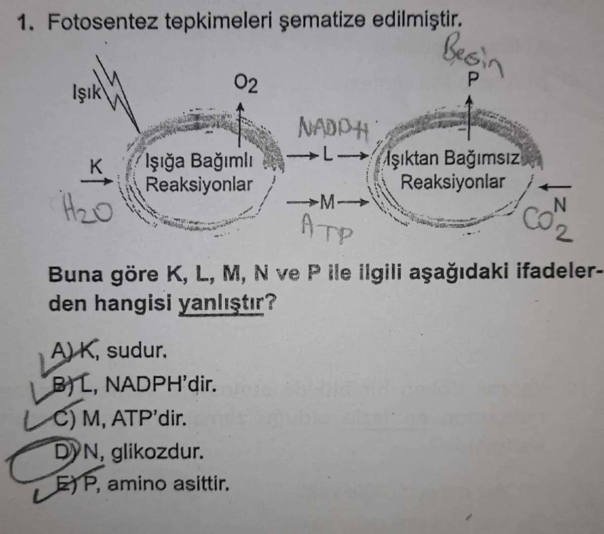 FOTOSENTEZ - KEMOSENTEL

1) Fotosentez reaksiyonunun denklenini yazın.
6002+ 6H2000
CoHiz Ob +602

2) Fotosentez yapan tüm hüvelerde klorofi